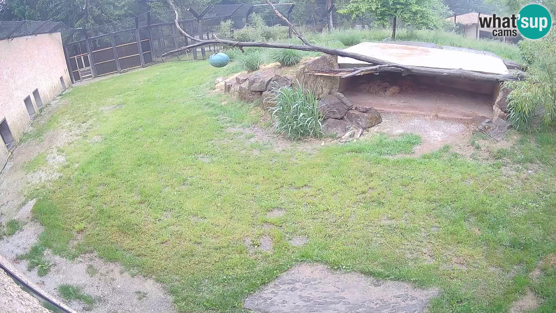 LEVI spletna kamera v živalskem vrtu Ljubljana Zoo