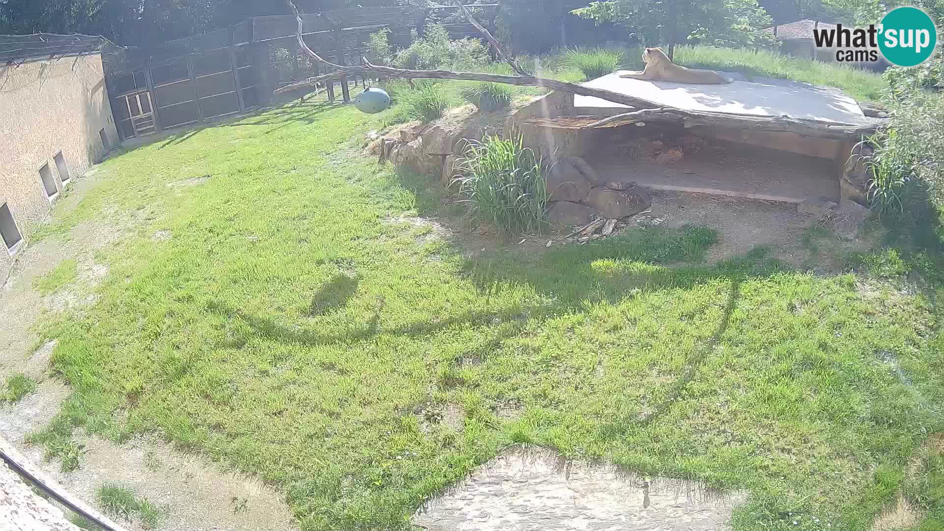 LEVI spletna kamera v živalskem vrtu Ljubljana Zoo