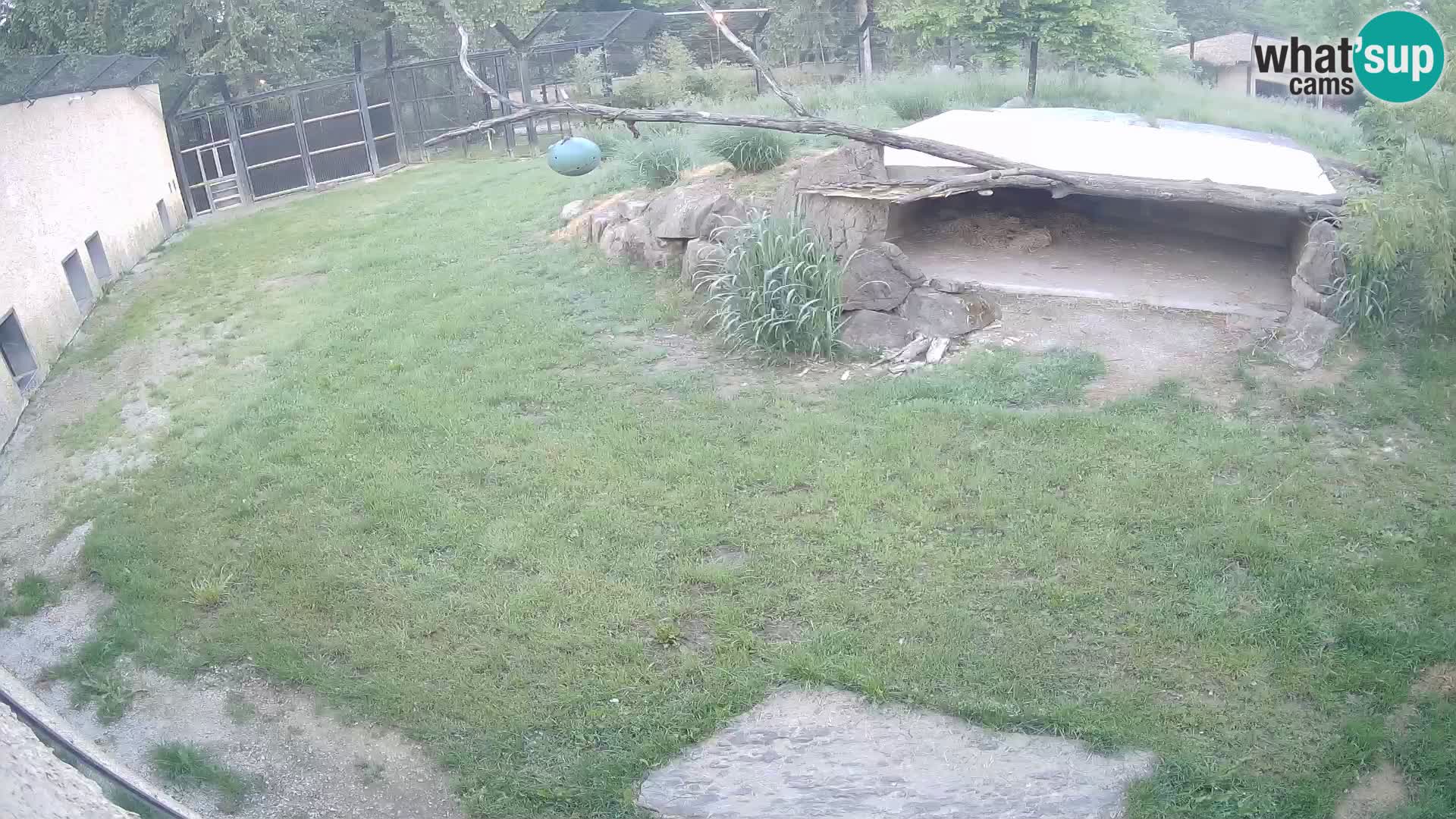 Lavovi web kamera uživo u ljubljanskom zoološkom vrtu – Slovenija