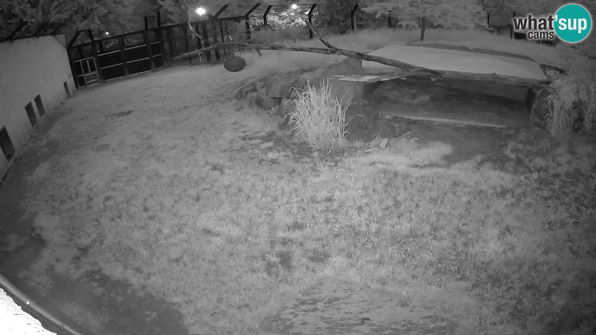 LION webcam en direct du zoo de Ljubljana – Slovénie