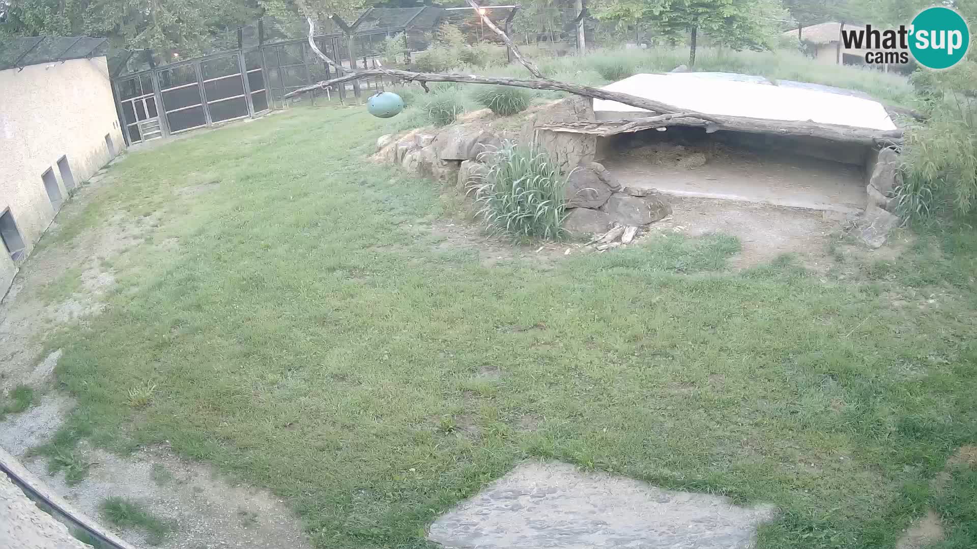 LEONE live Webcam nello zoo di Lubiana – Slovenia