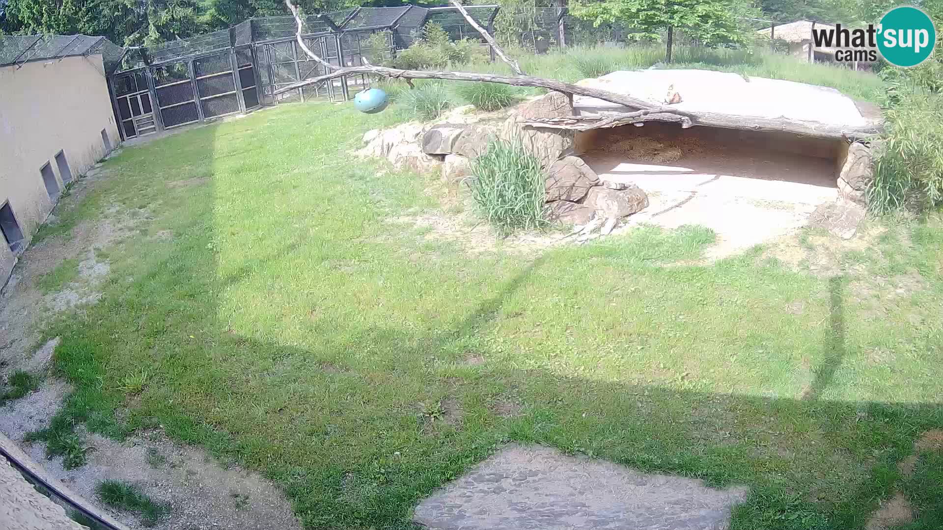 LEVI spletna kamera v živalskem vrtu Ljubljana Zoo