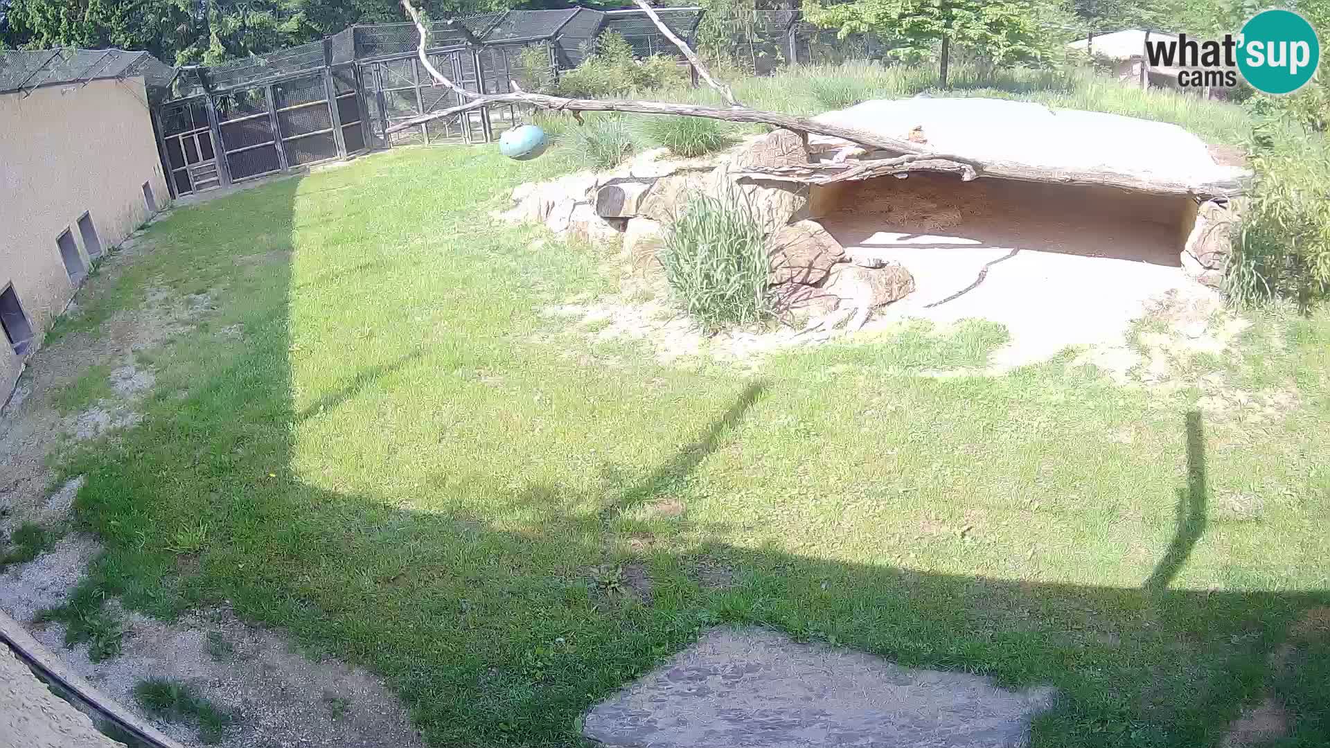 LION live Webcam in Ljubljana Zoo – Slovenia