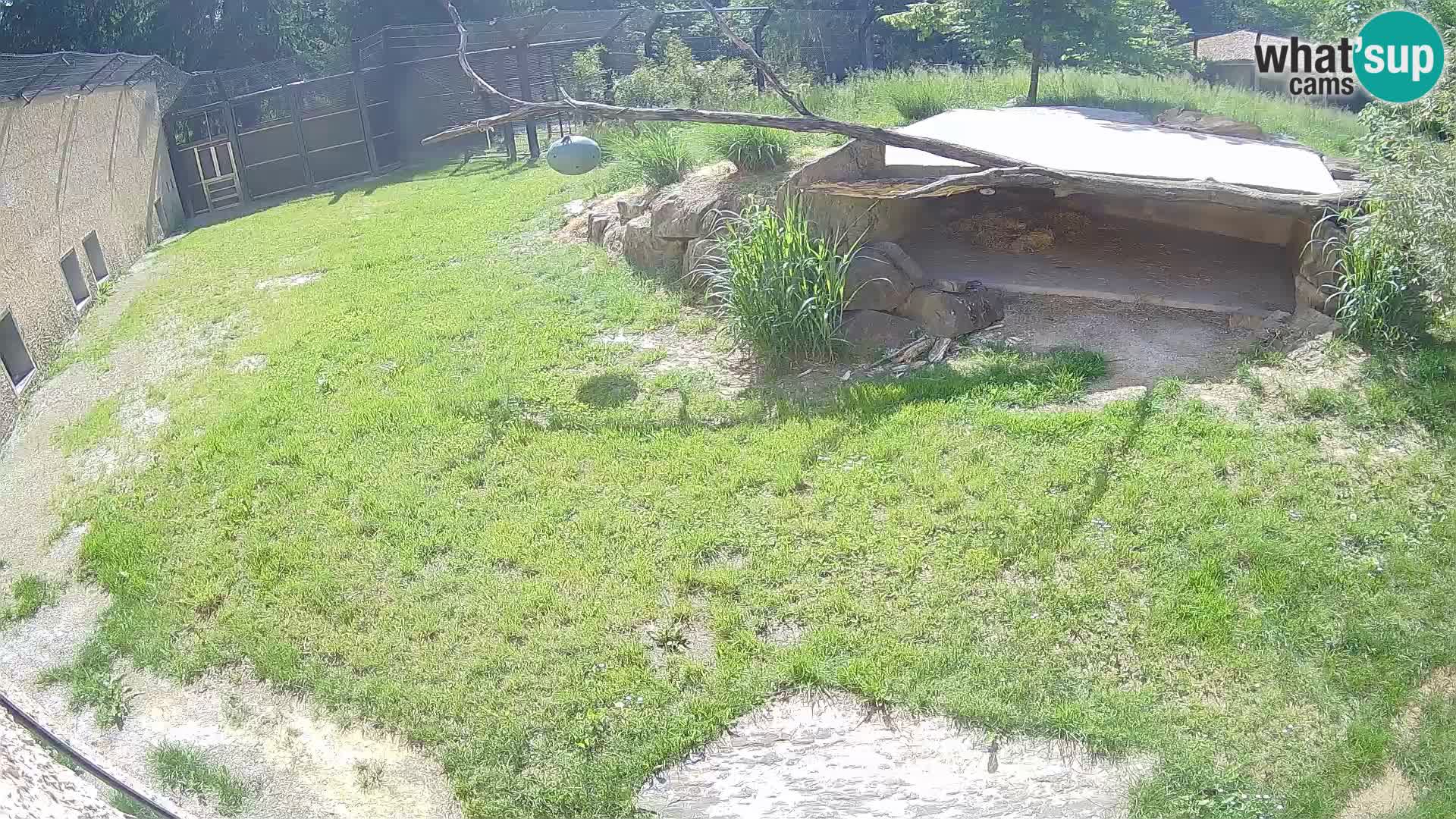 LEVI spletna kamera v živalskem vrtu Ljubljana Zoo