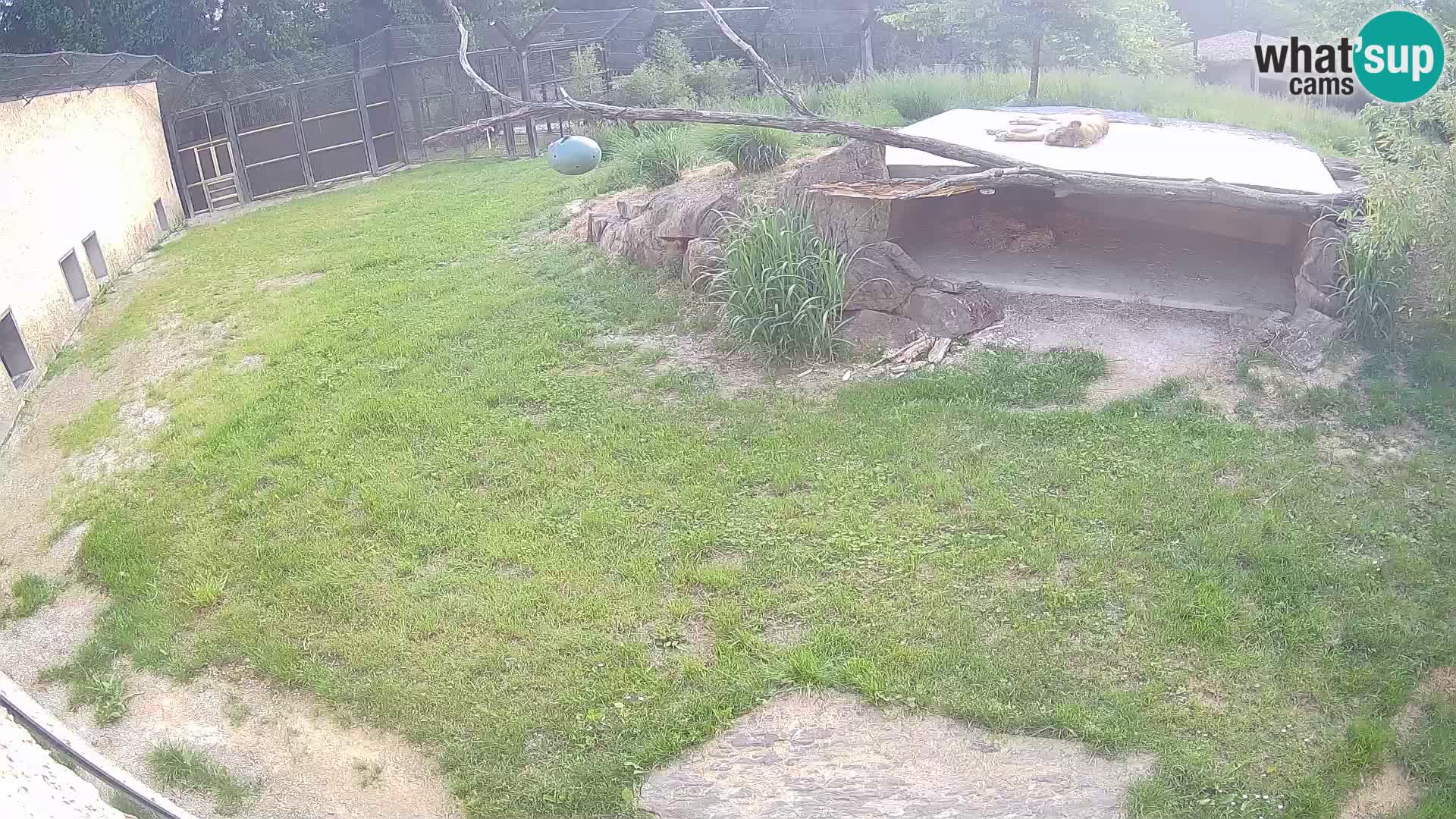 LEONE live Webcam nello zoo di Lubiana – Slovenia