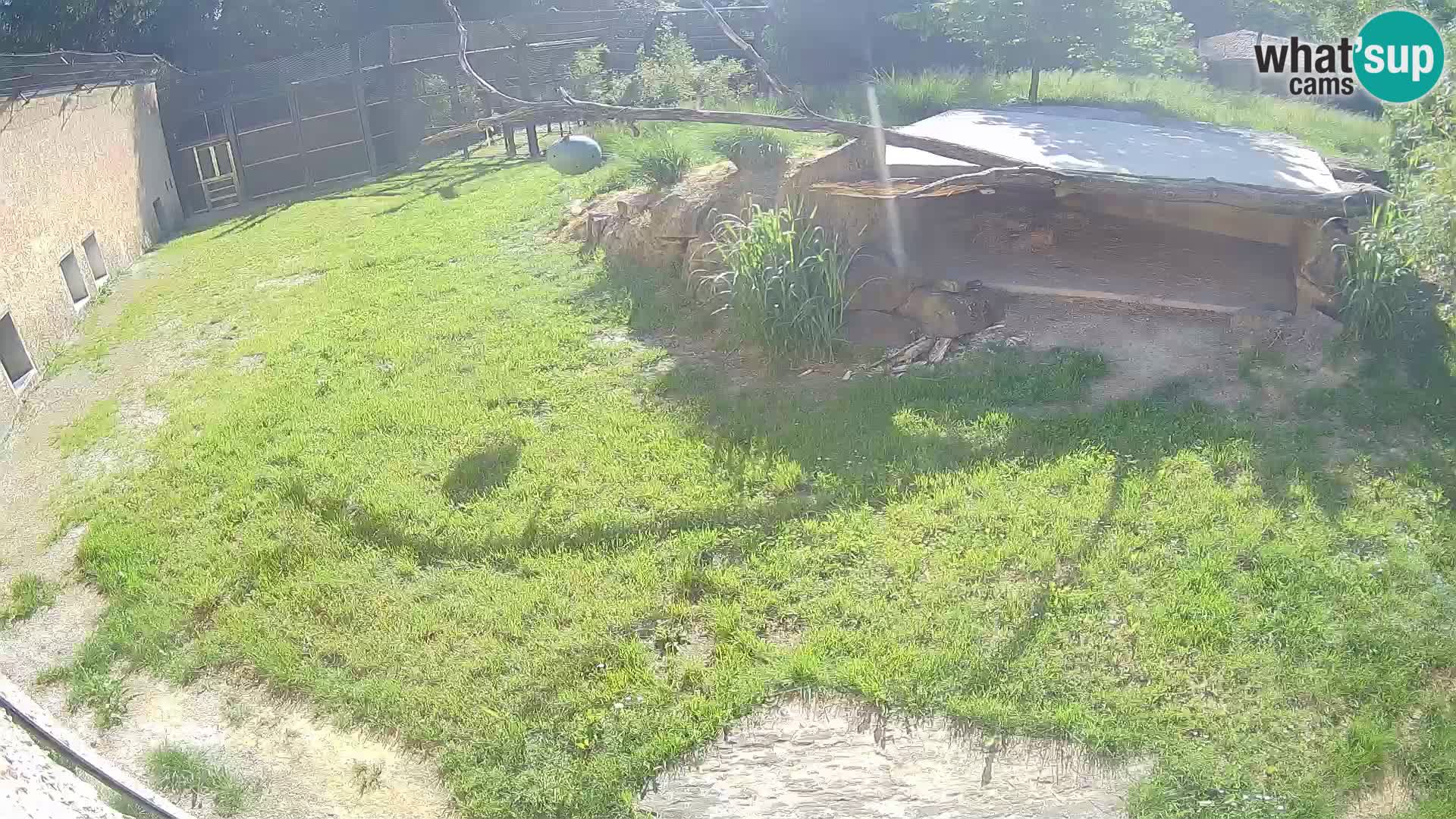 LEON Webcam en vivo en Ljubljana Zoo – Eslovenia