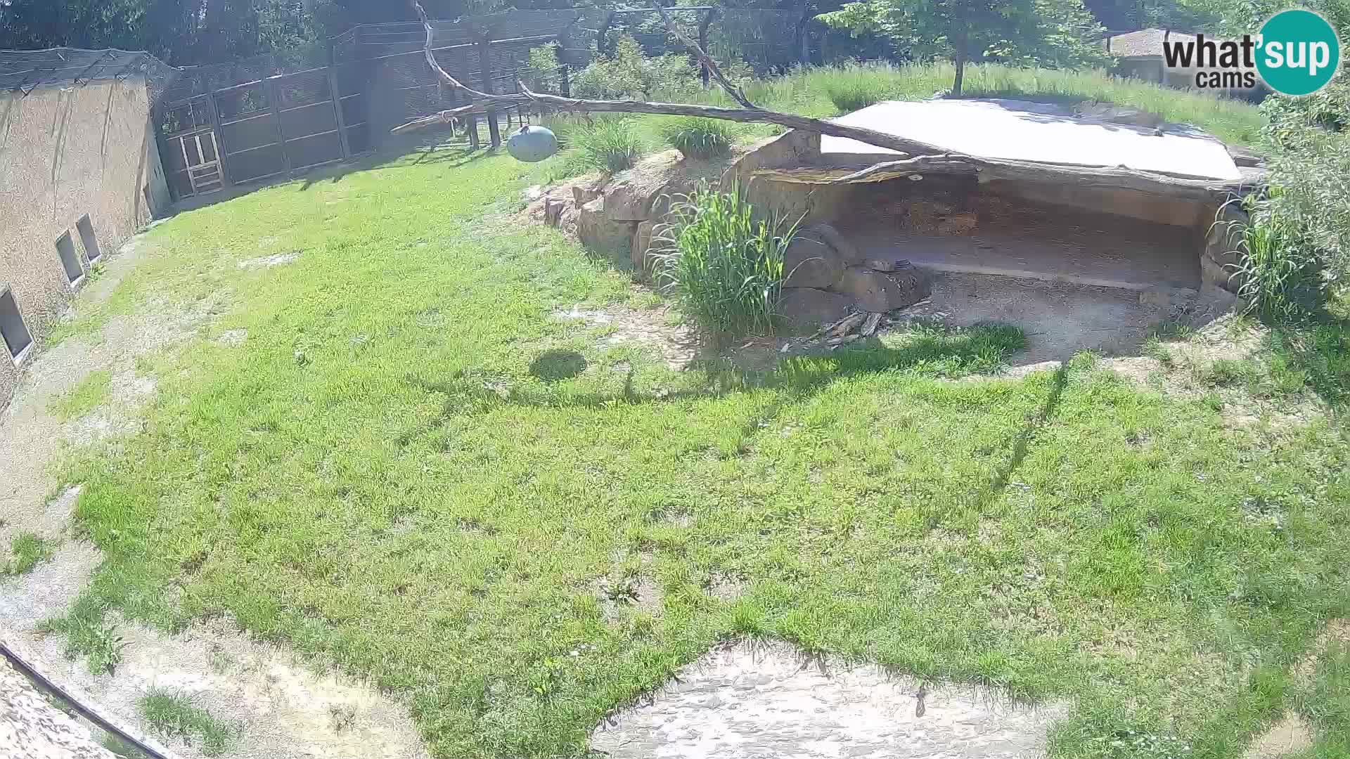 LEVI spletna kamera v živalskem vrtu Ljubljana Zoo