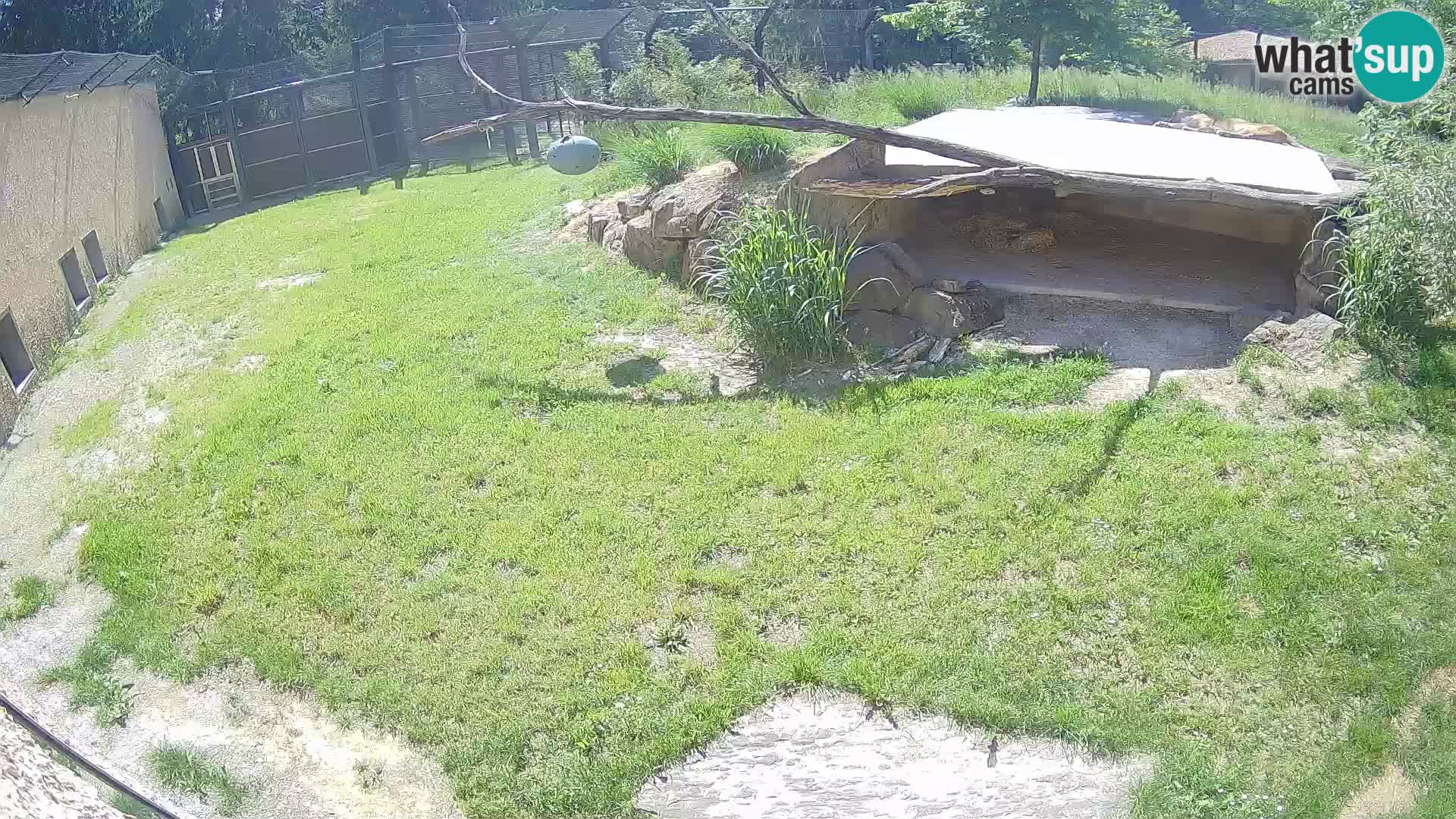 Lavovi web kamera uživo u ljubljanskom zoološkom vrtu – Slovenija