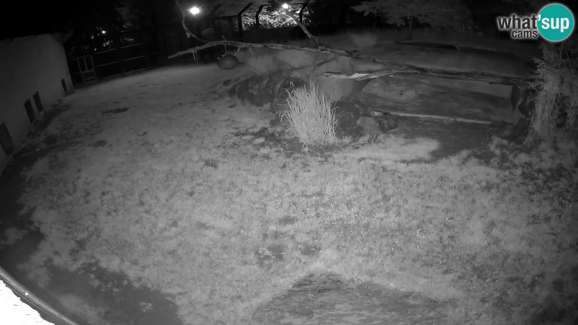 LEONE live Webcam nello zoo di Lubiana – Slovenia