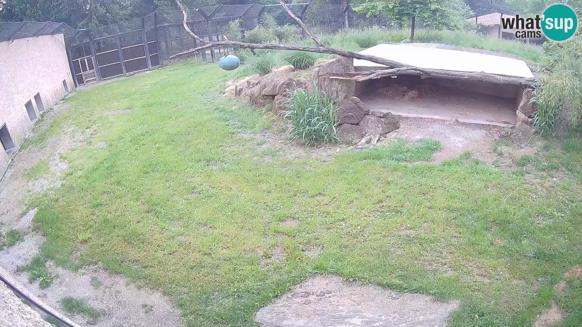 LEVI spletna kamera v živalskem vrtu Ljubljana Zoo