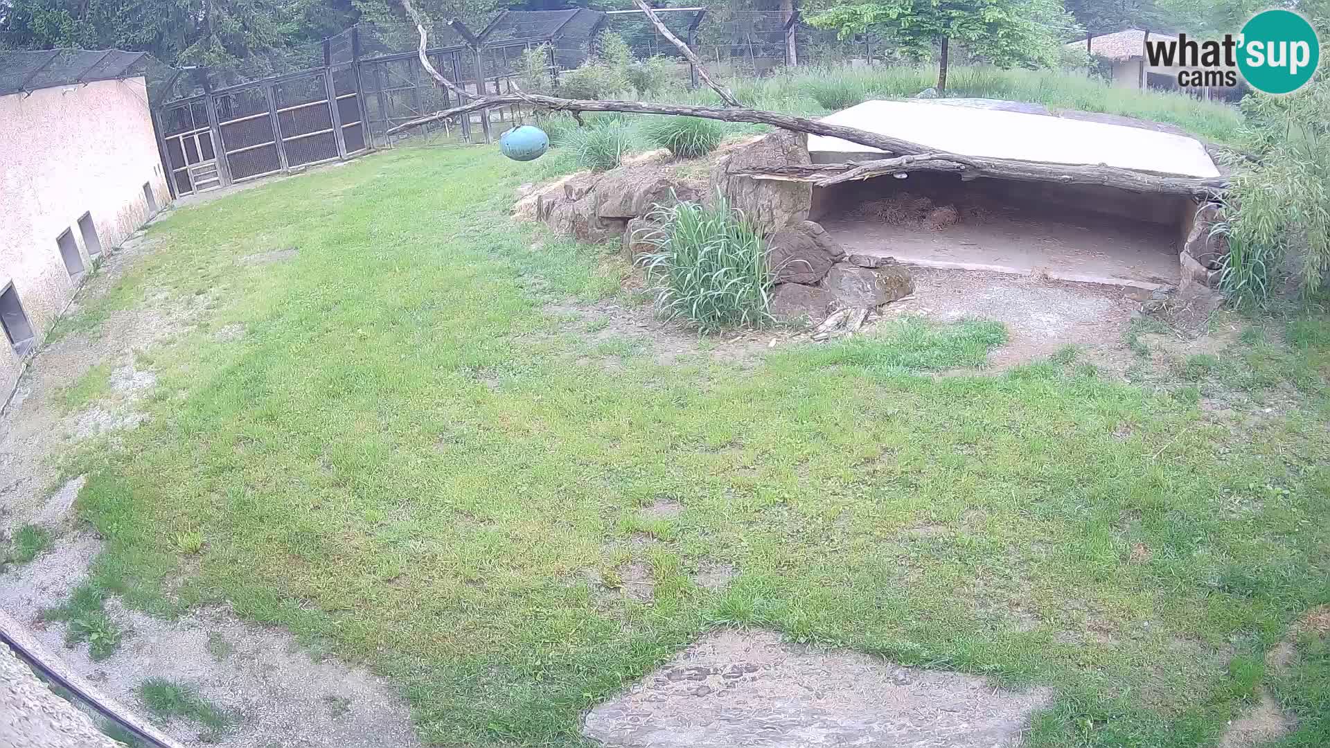 LEON Webcam en vivo en Ljubljana Zoo – Eslovenia