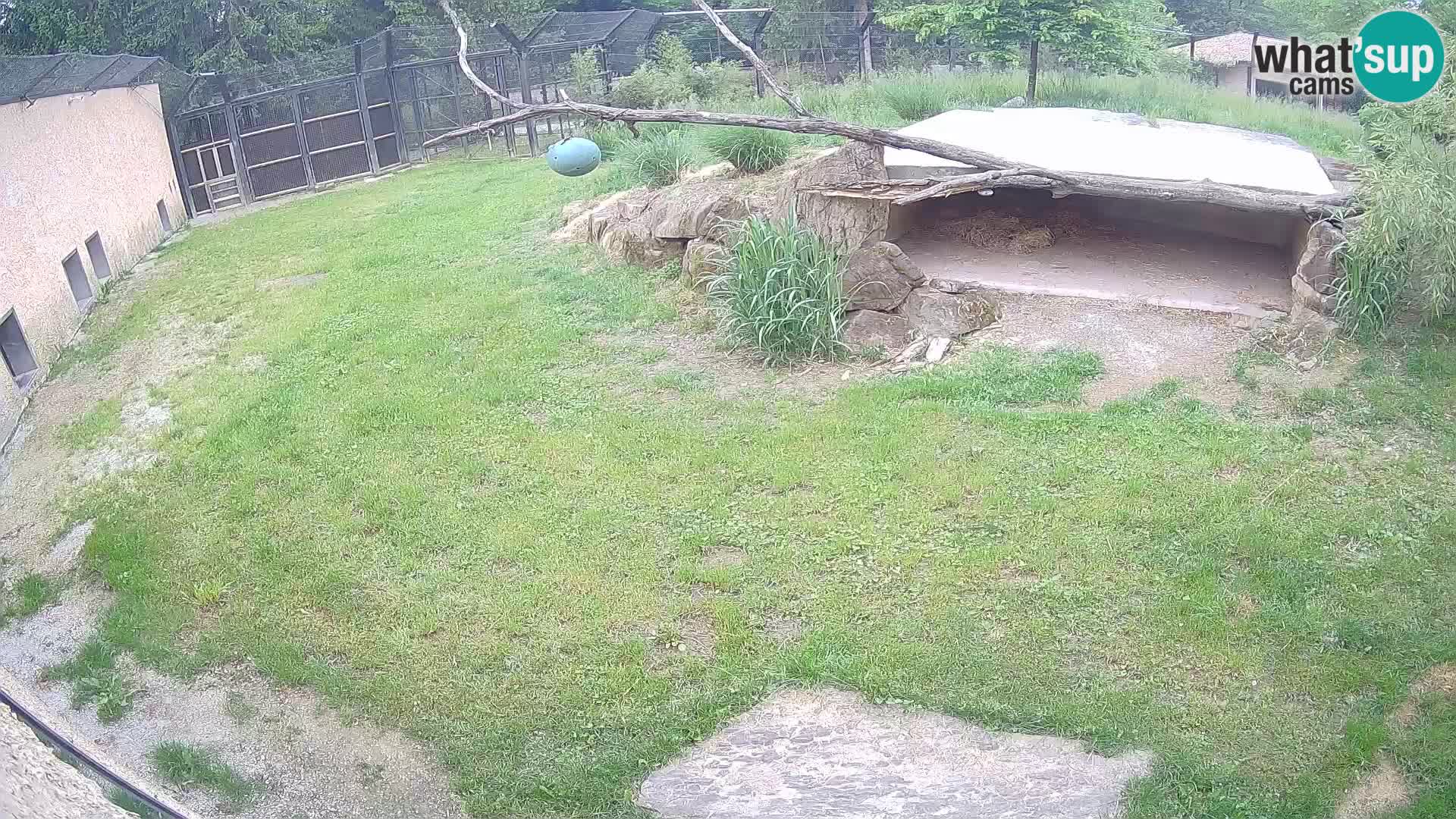 LION live Webcam in Ljubljana Zoo – Slovenia