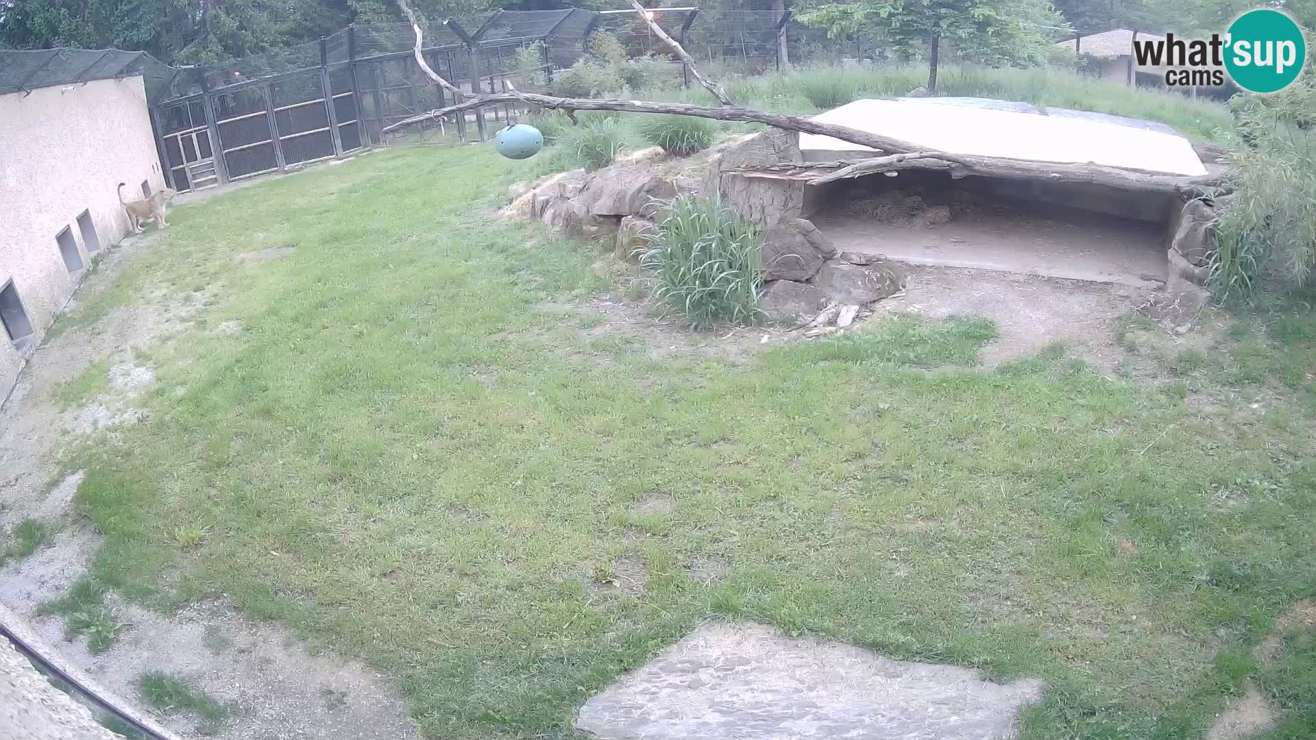 Lavovi web kamera uživo u ljubljanskom zoološkom vrtu – Slovenija