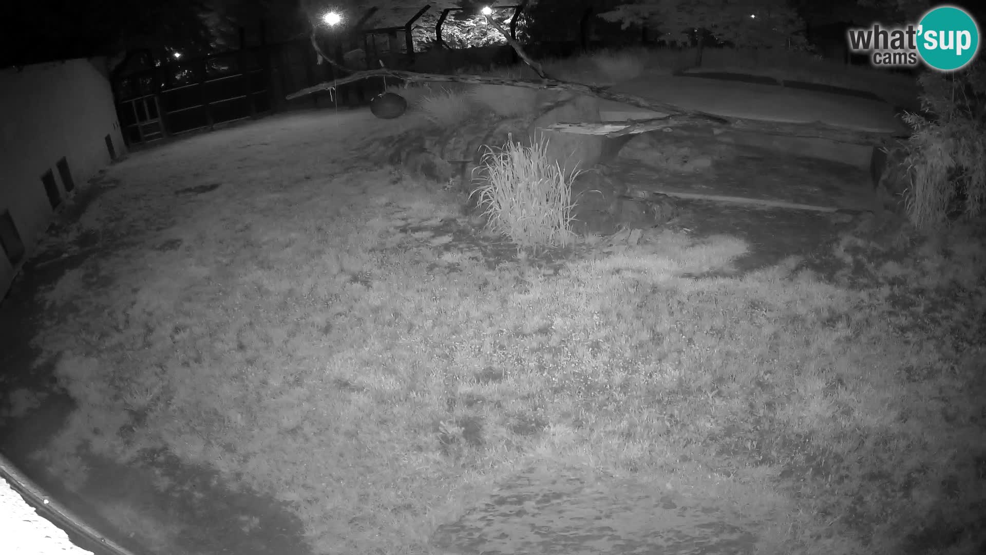 LION live Webcam in Ljubljana Zoo – Slovenia