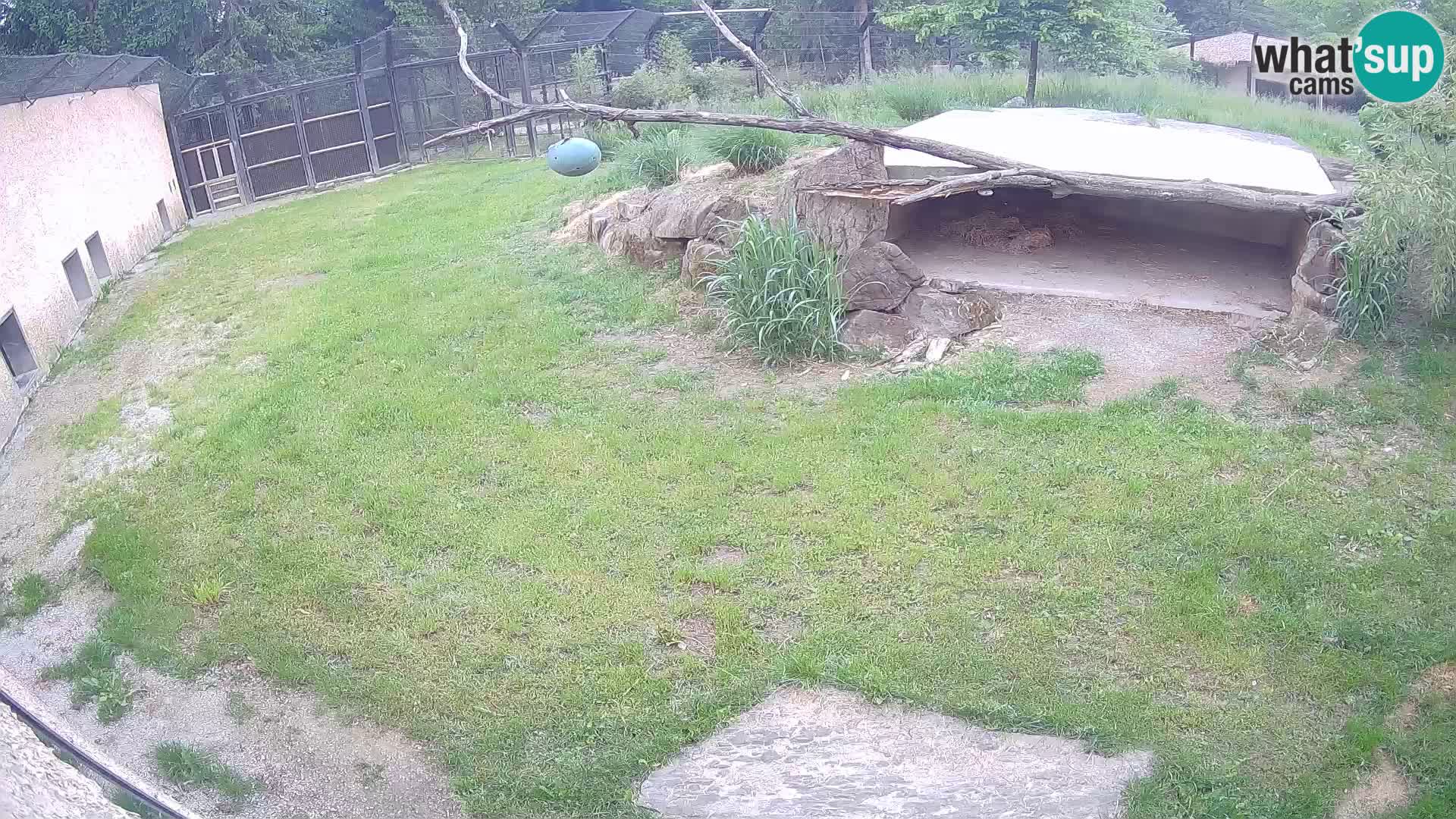 LION live Webcam in Ljubljana Zoo – Slovenia