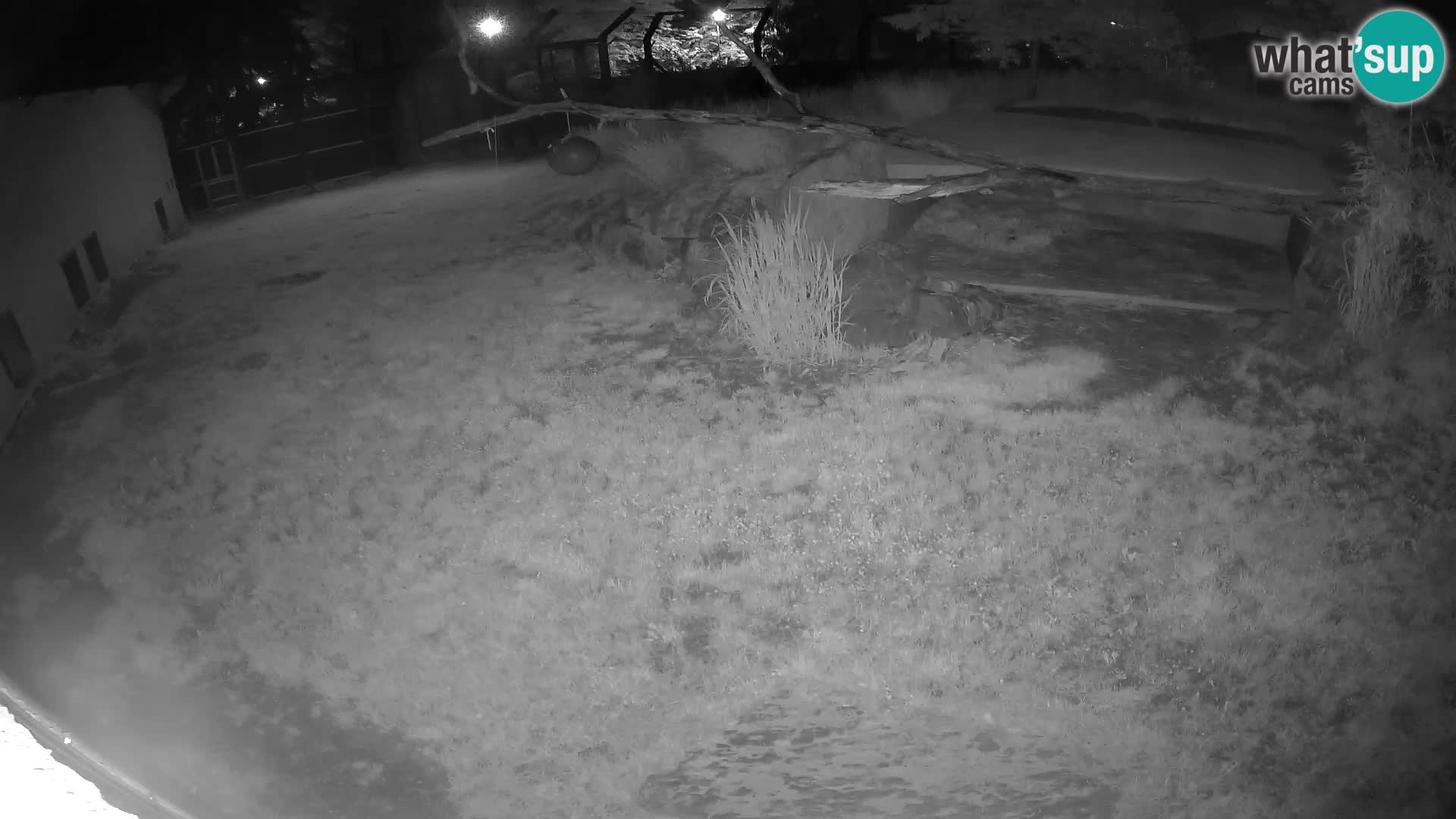 LION webcam en direct du zoo de Ljubljana – Slovénie