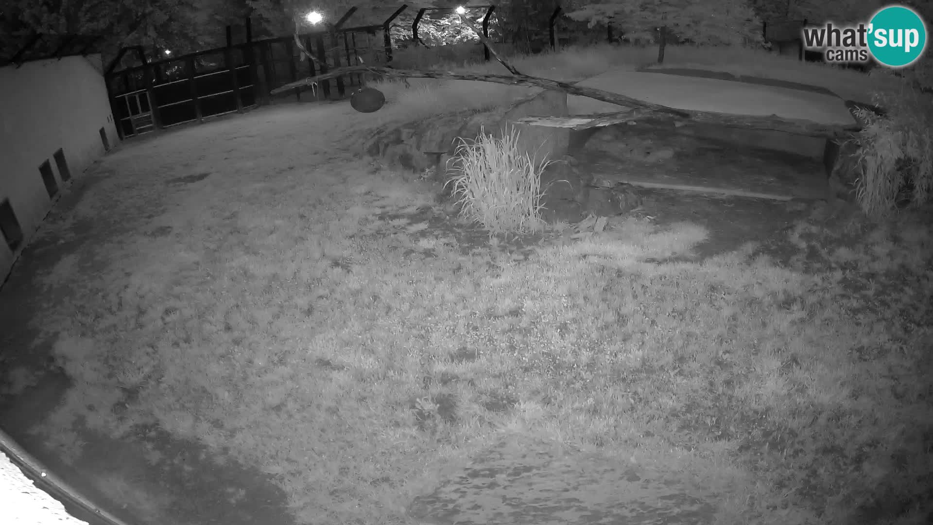 LION webcam en direct du zoo de Ljubljana – Slovénie