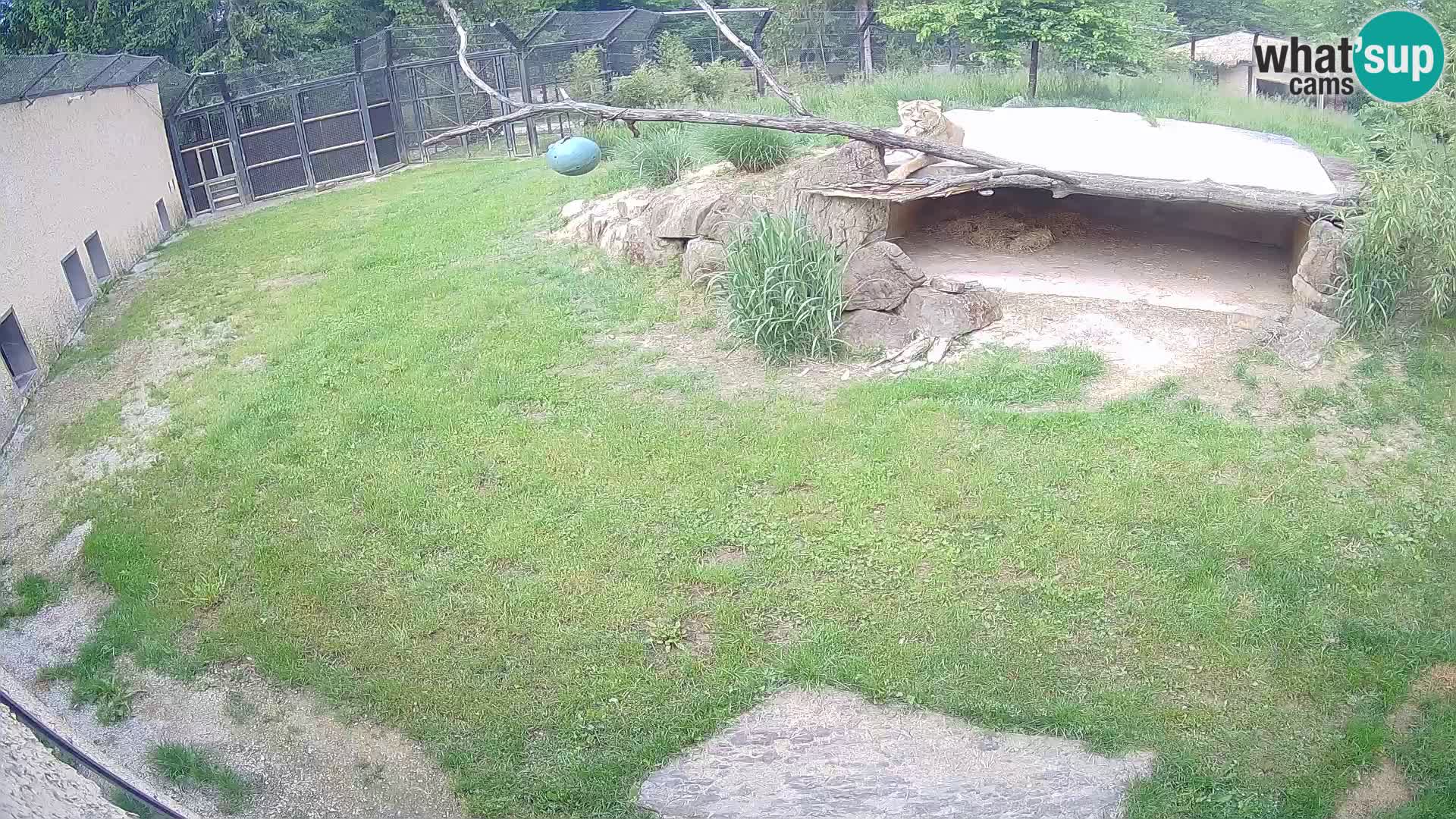 LEONE live Webcam nello zoo di Lubiana – Slovenia