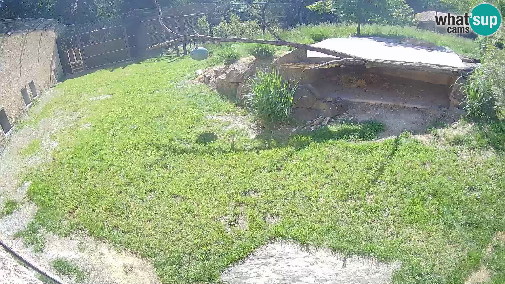 LEON Webcam en vivo en Ljubljana Zoo – Eslovenia