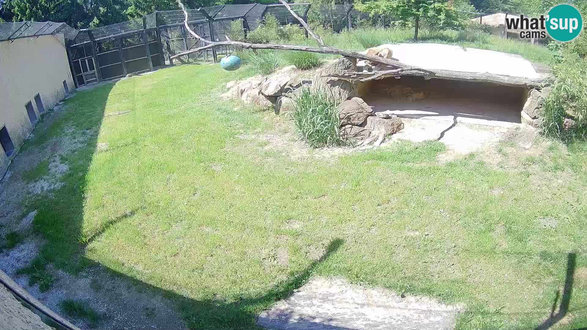 LEON Webcam en vivo en Ljubljana Zoo – Eslovenia