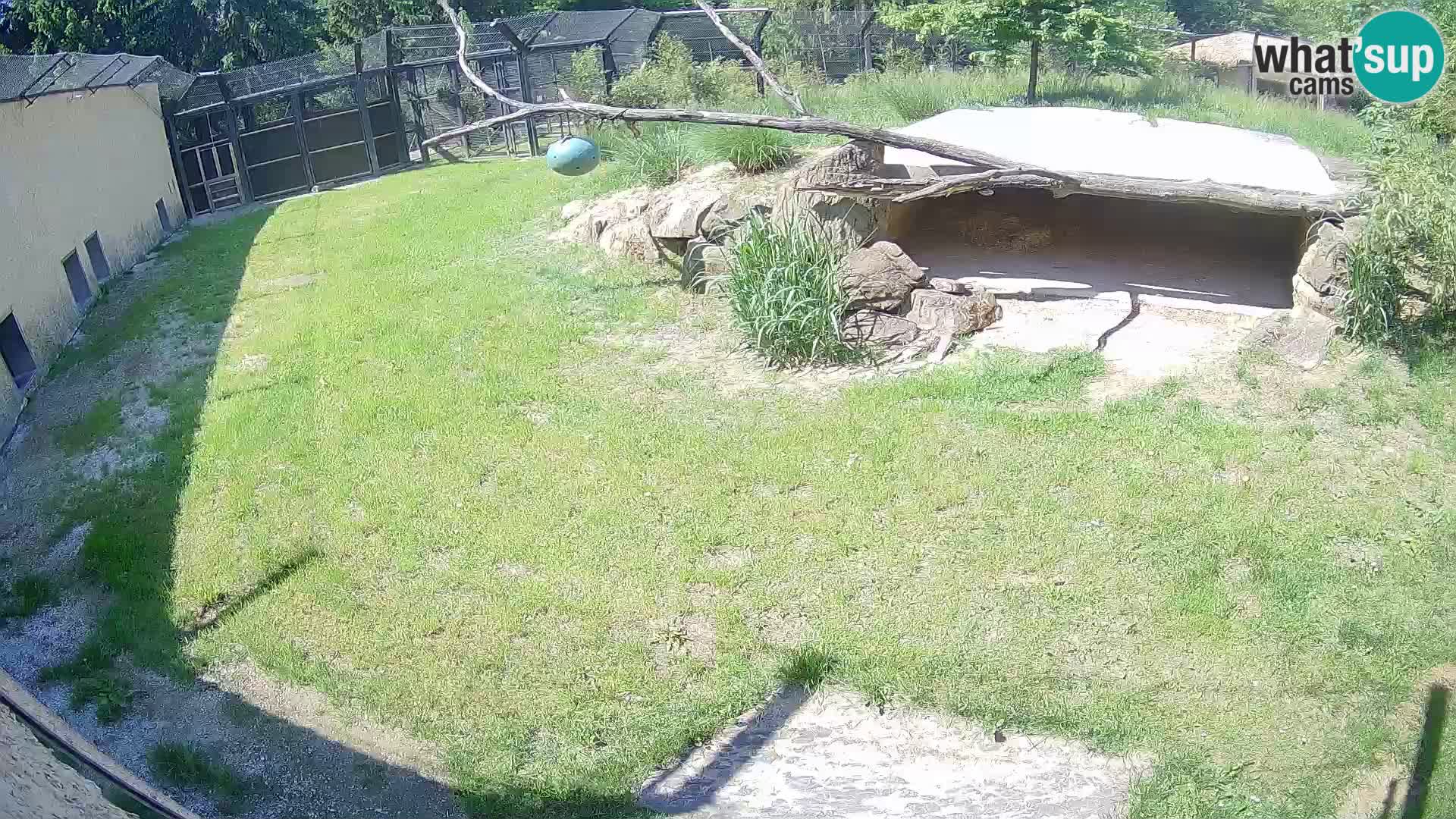 Lavovi web kamera uživo u ljubljanskom zoološkom vrtu – Slovenija