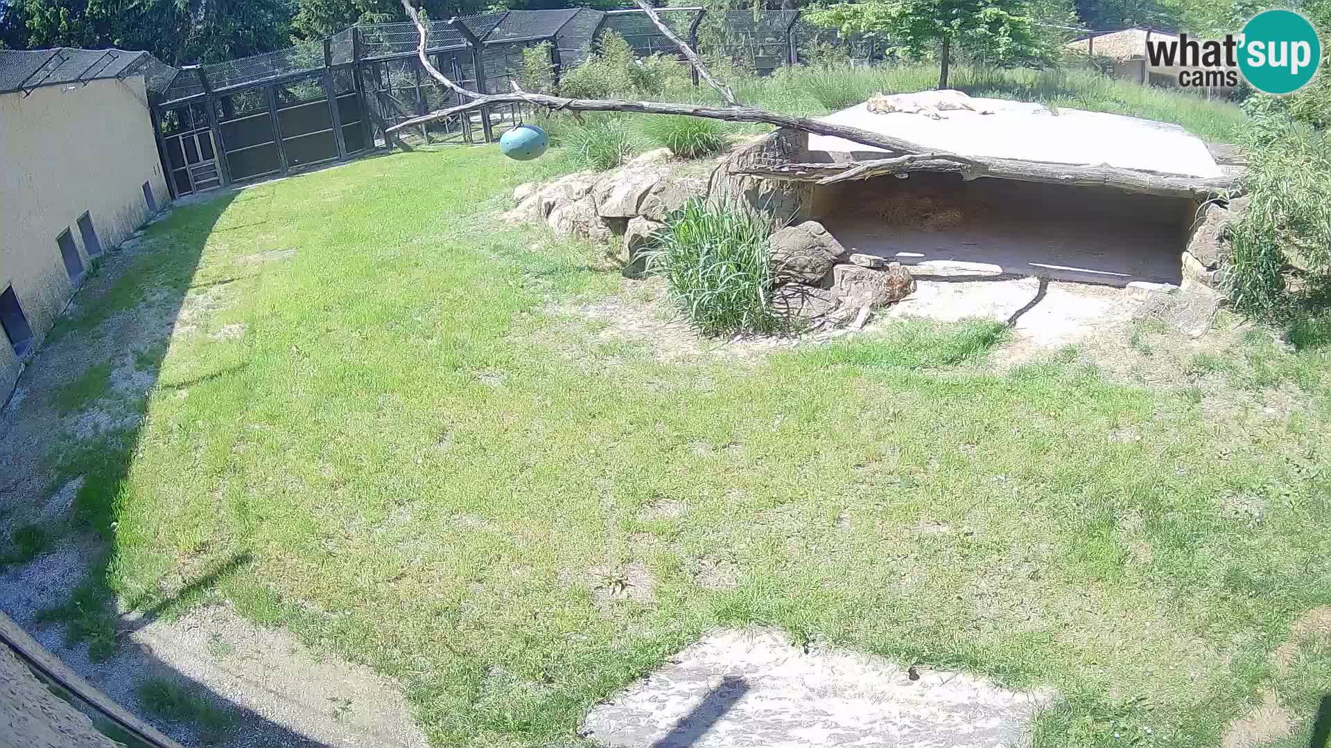LION live Webcam in Ljubljana Zoo – Slovenia
