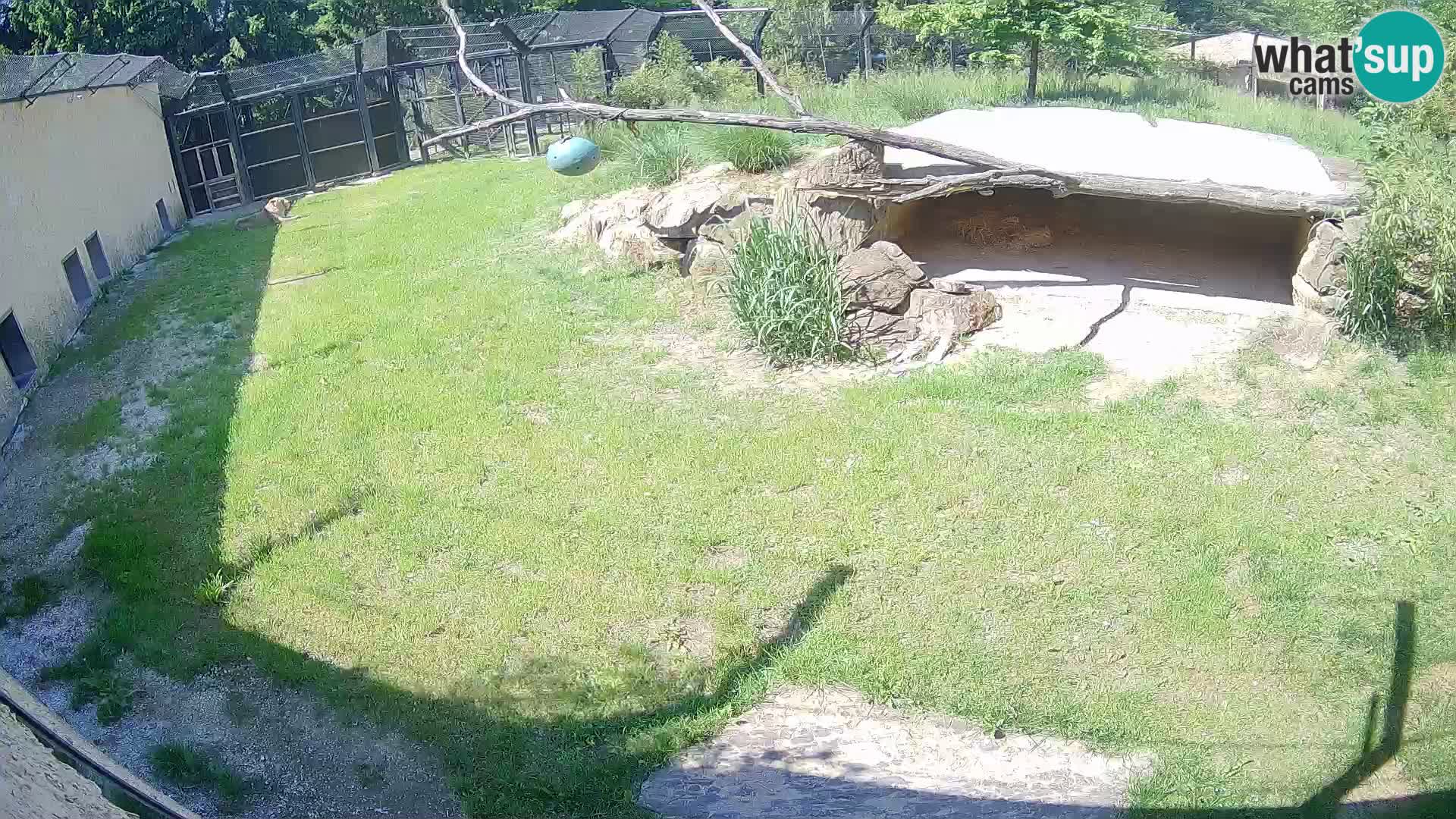 LION live Webcam in Ljubljana Zoo – Slovenia