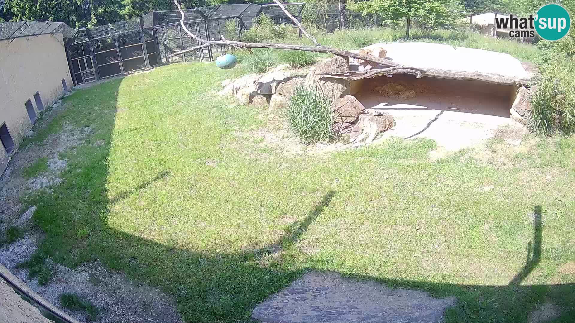 LEONE live Webcam nello zoo di Lubiana – Slovenia