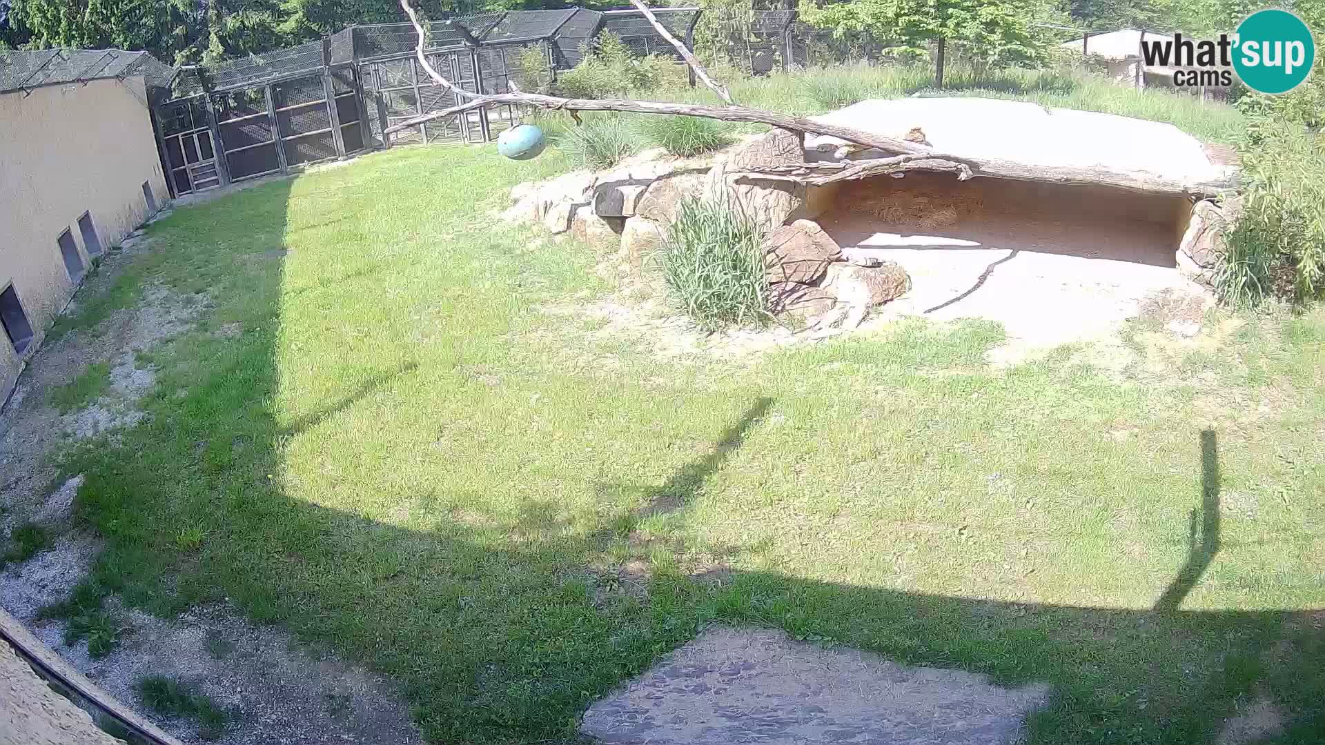 LION webcam en direct du zoo de Ljubljana – Slovénie