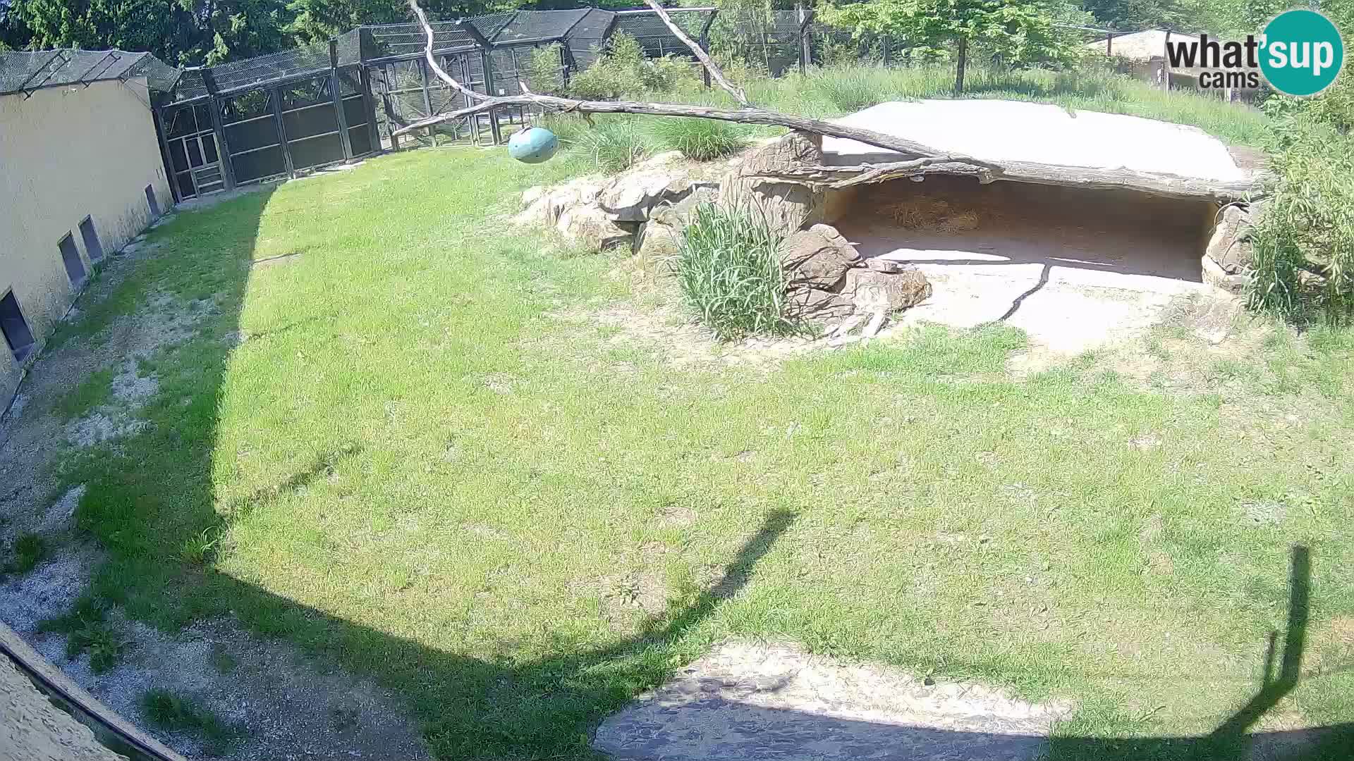 LION live Webcam in Ljubljana Zoo – Slovenia