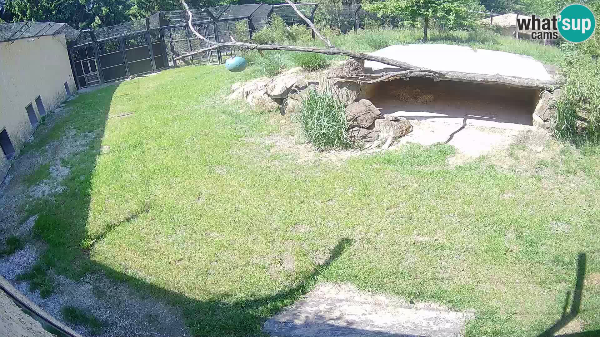LION live Webcam in Ljubljana Zoo – Slovenia
