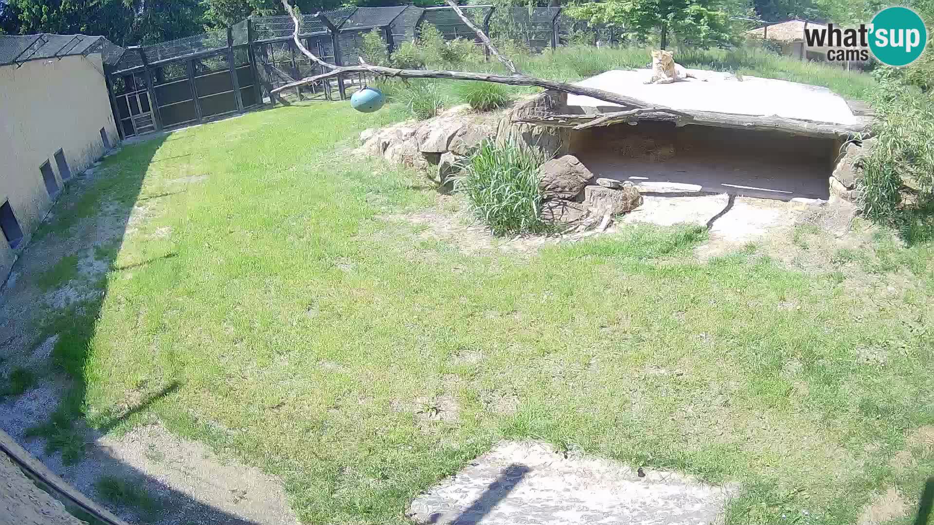 Löwe live Webcam im Zoo von Ljubljana – Slowenien