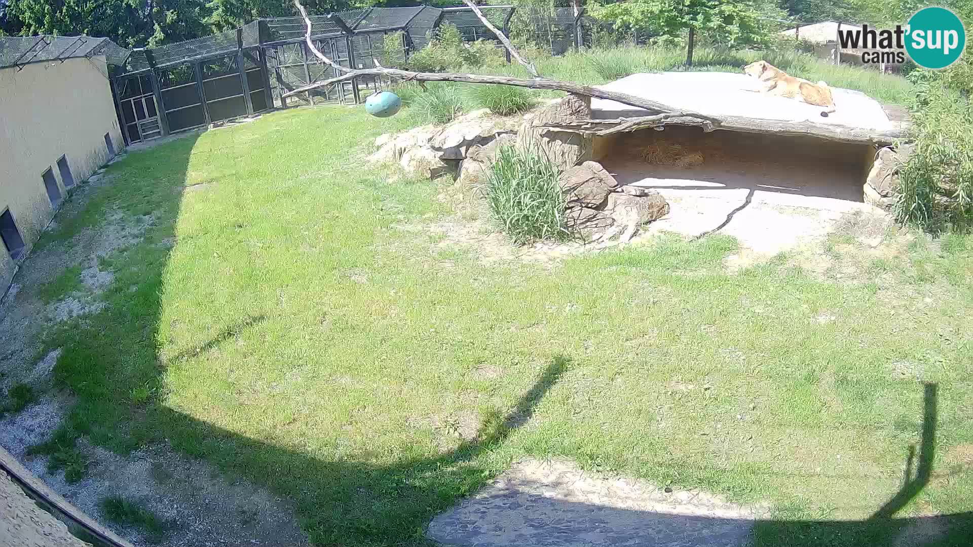 LION webcam en direct du zoo de Ljubljana – Slovénie