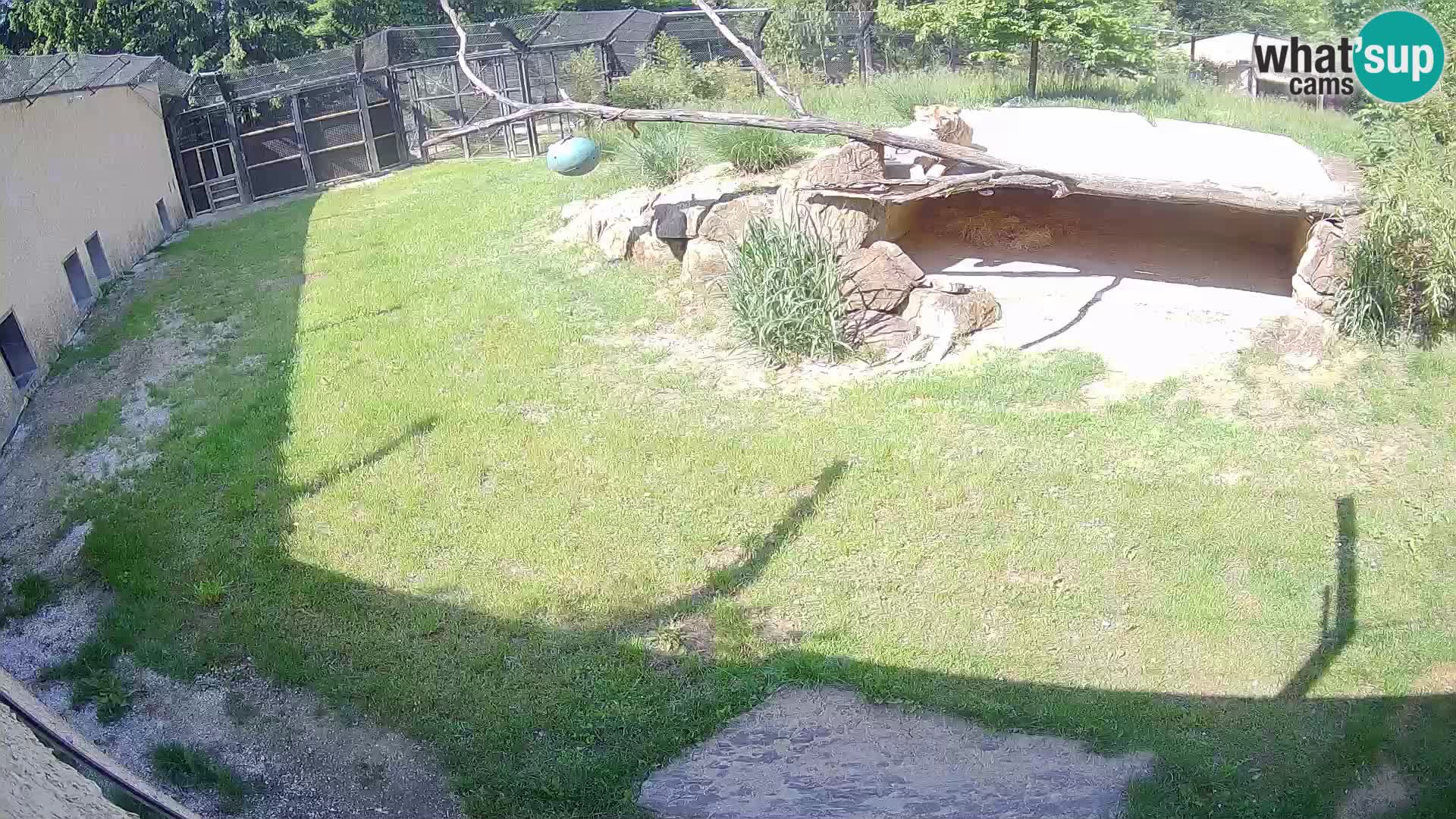 LEON Webcam en vivo en Ljubljana Zoo – Eslovenia