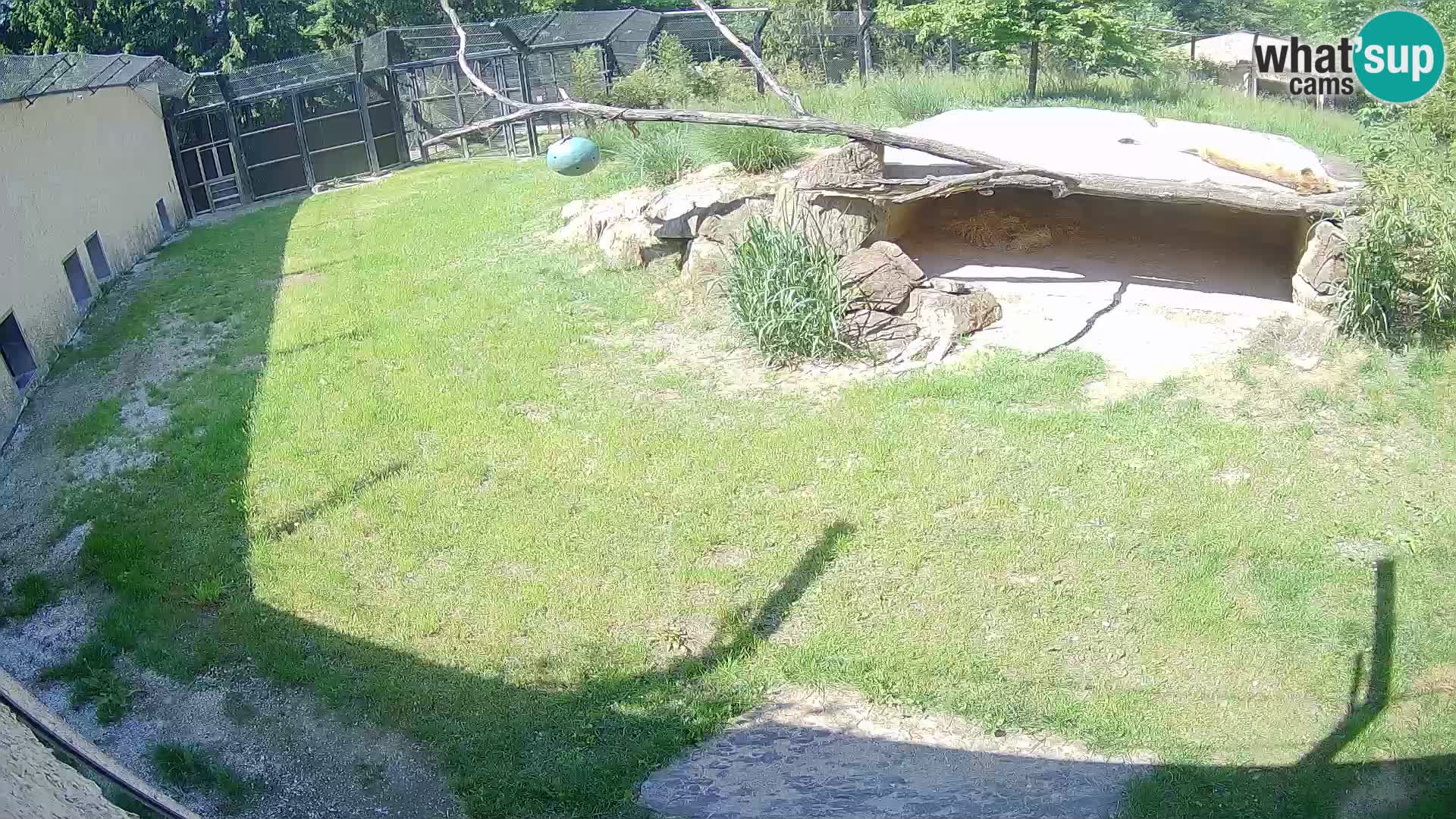 LION live Webcam in Ljubljana Zoo – Slovenia