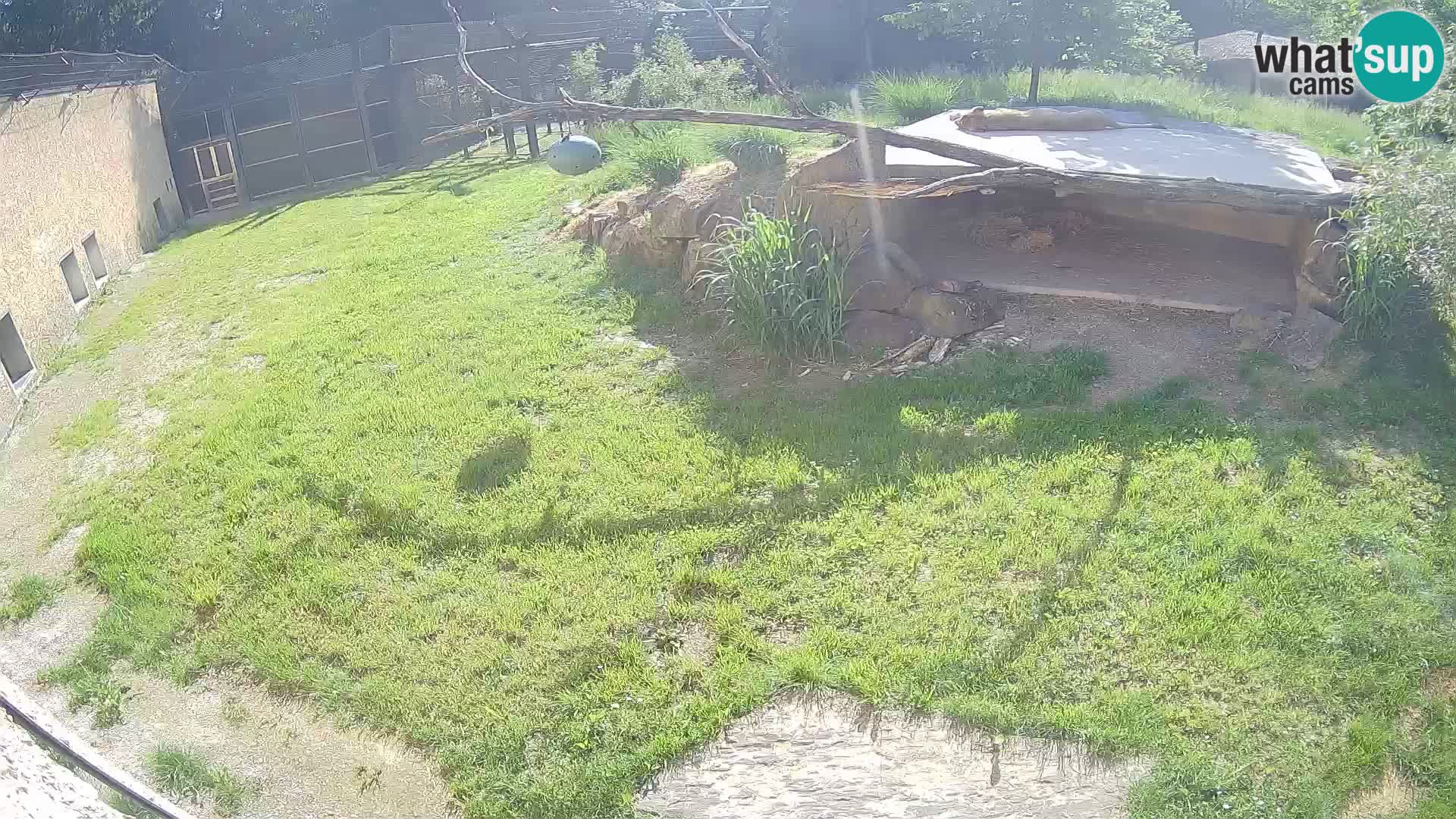 Löwe live Webcam im Zoo von Ljubljana – Slowenien
