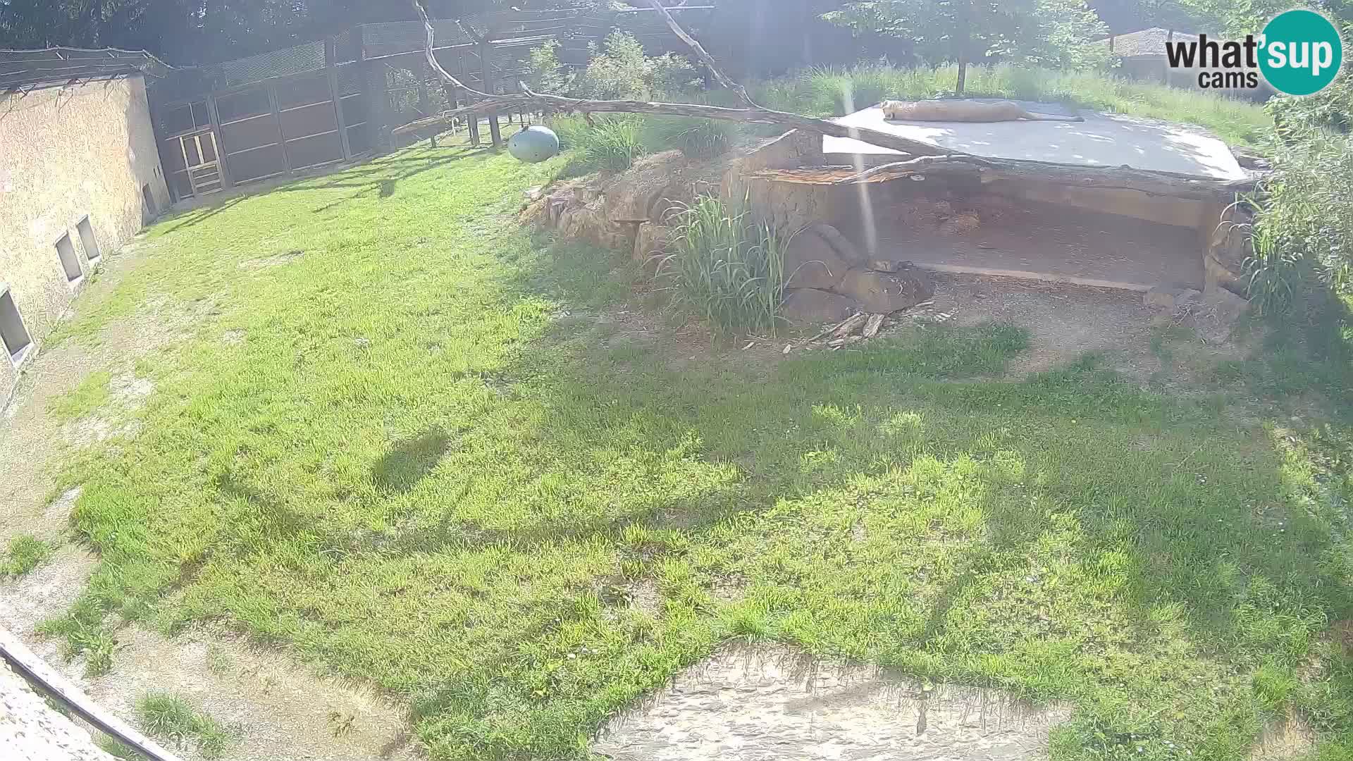 LEONE live Webcam nello zoo di Lubiana – Slovenia
