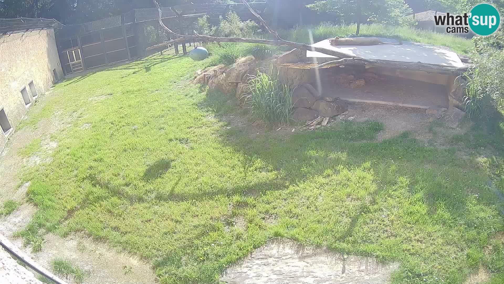 LEVI spletna kamera v živalskem vrtu Ljubljana Zoo