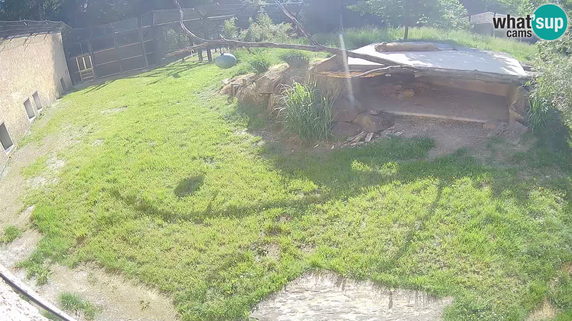LION live Webcam in Ljubljana Zoo – Slovenia