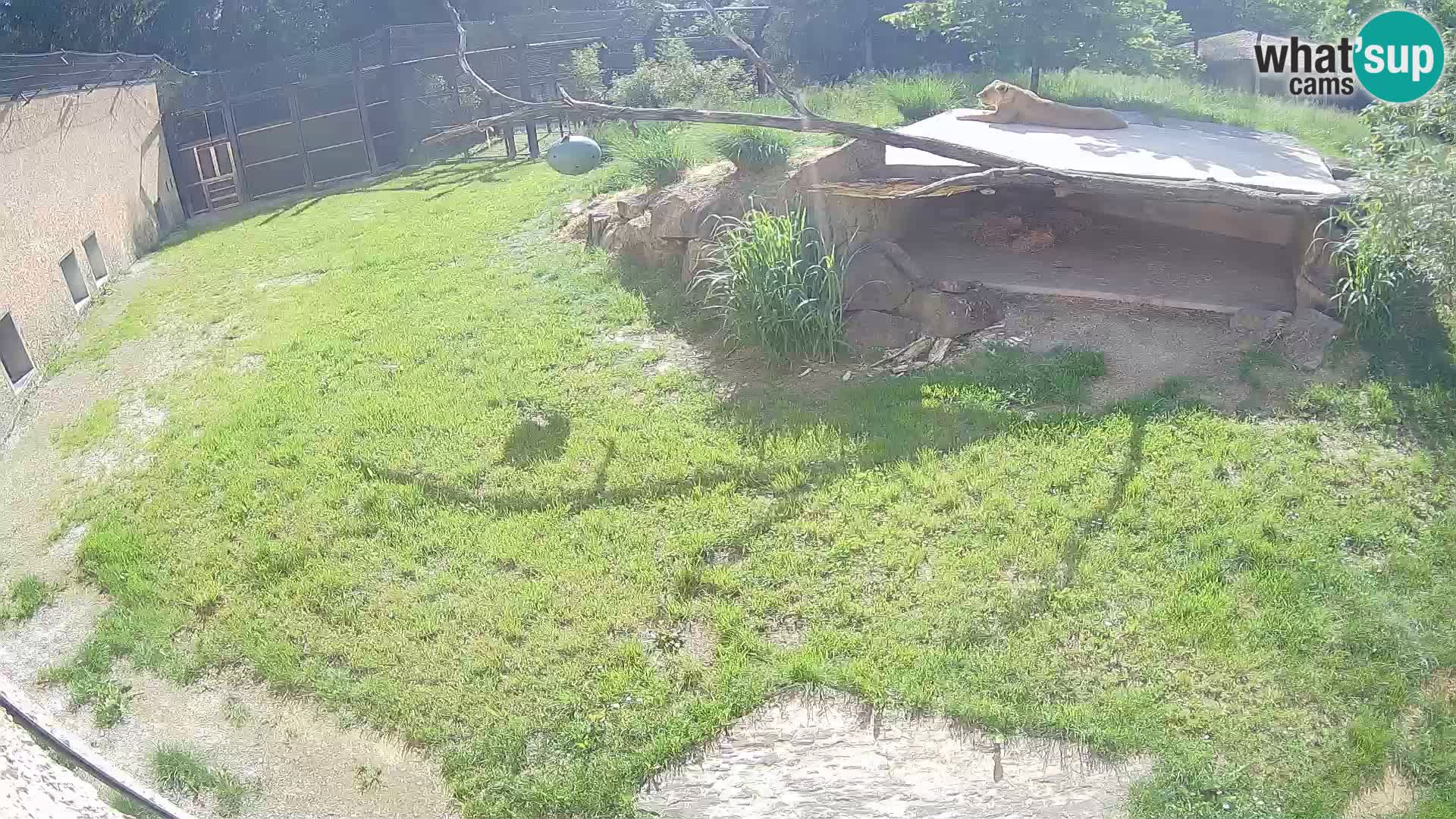 LEON Webcam en vivo en Ljubljana Zoo – Eslovenia