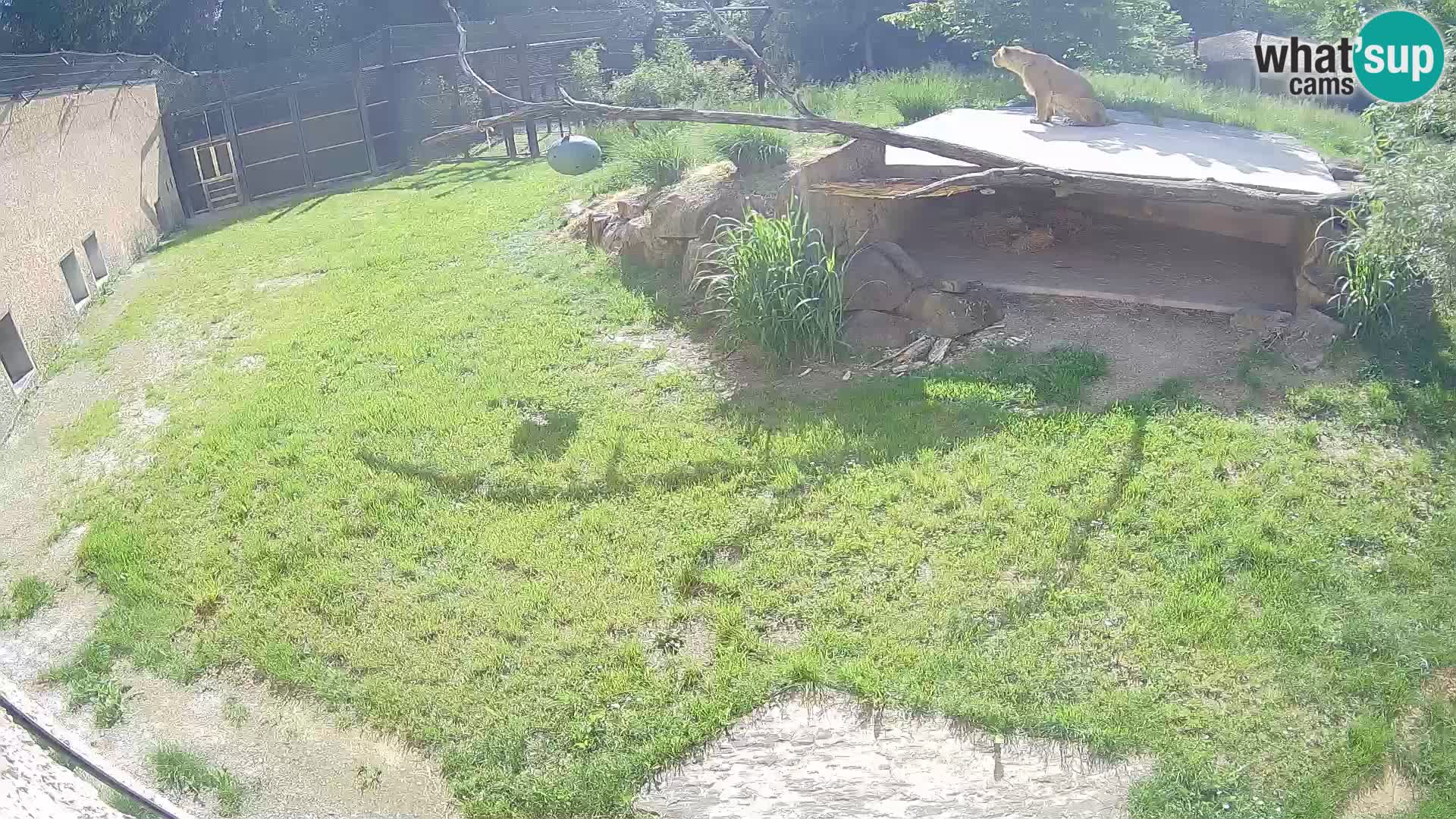 LION live Webcam in Ljubljana Zoo – Slovenia