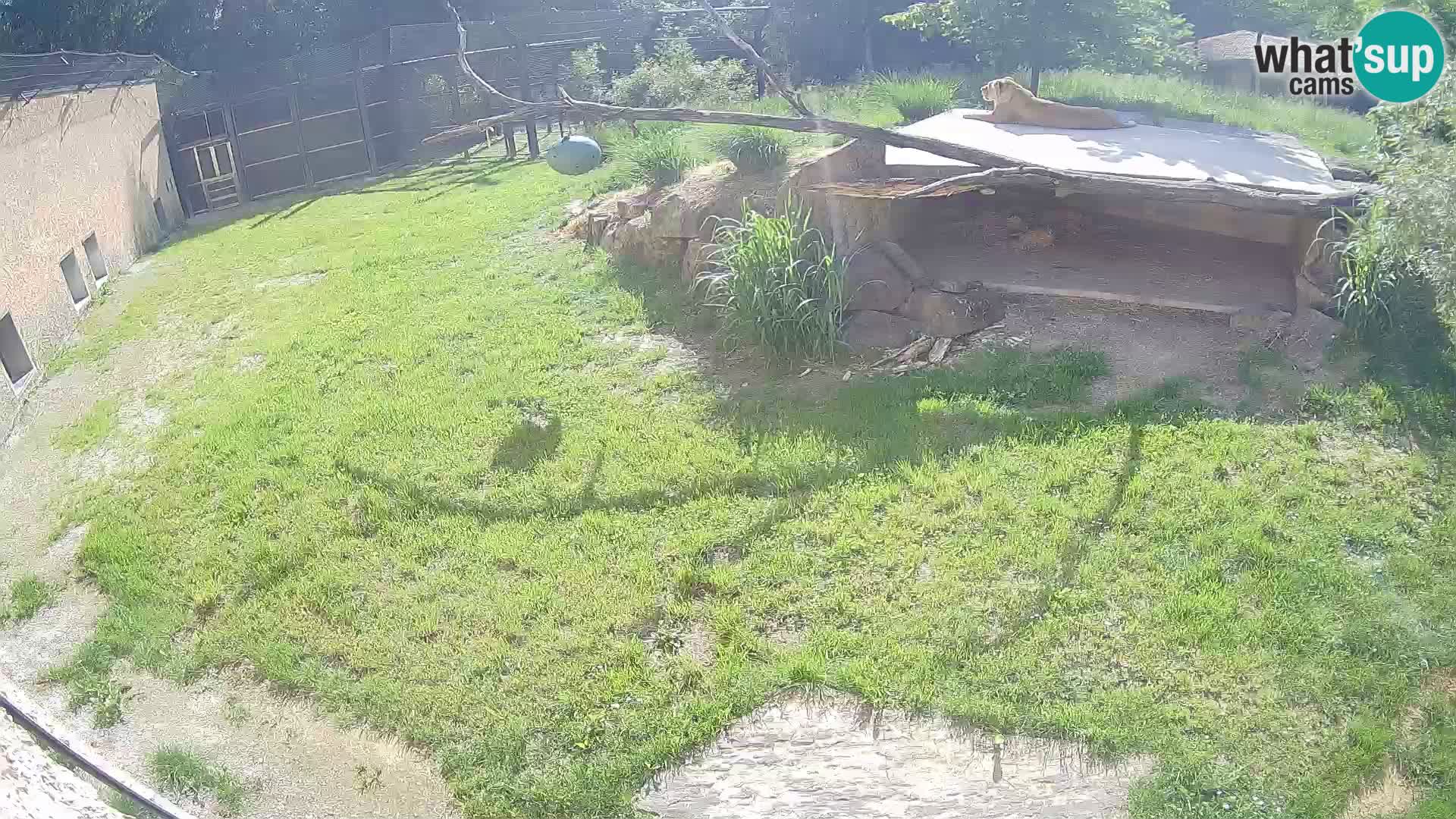 LEONE live Webcam nello zoo di Lubiana – Slovenia