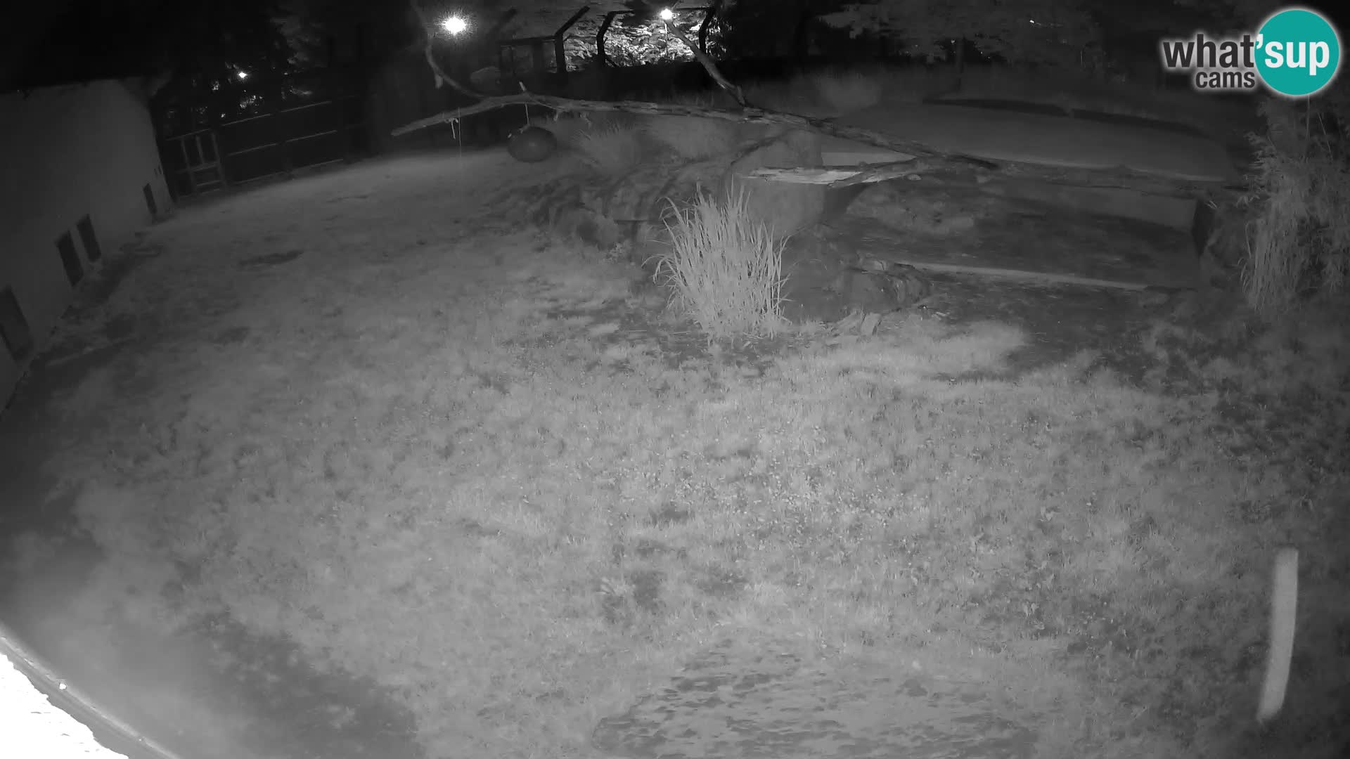 LION webcam en direct du zoo de Ljubljana – Slovénie