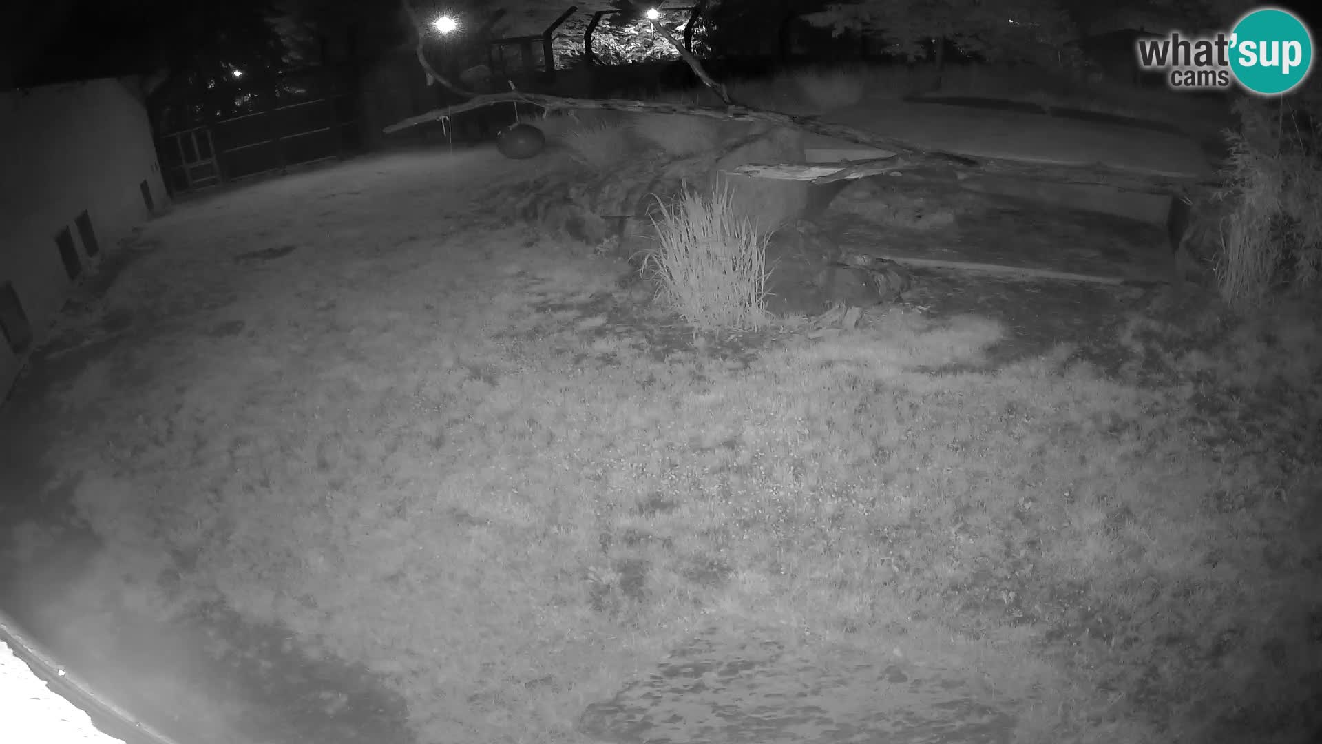 LEON Webcam en vivo en Ljubljana Zoo – Eslovenia