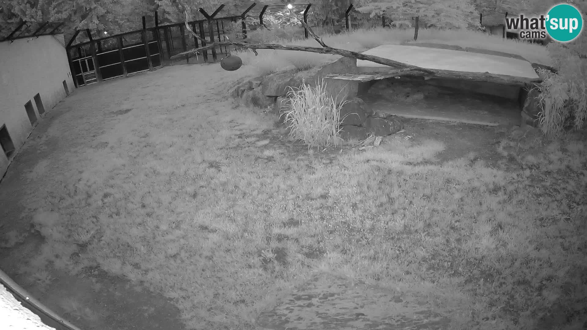 LION webcam en direct du zoo de Ljubljana – Slovénie