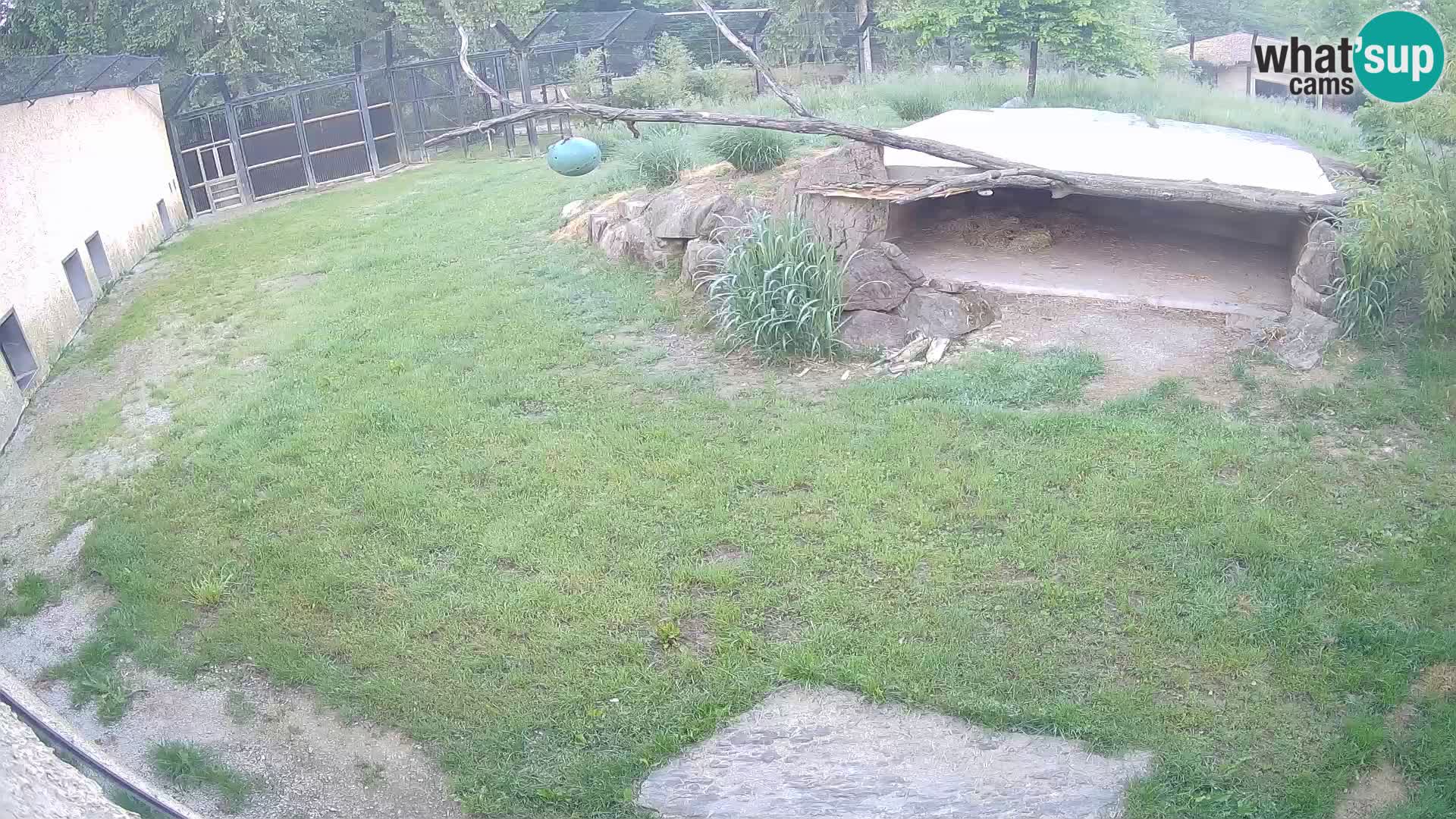 LION live Webcam in Ljubljana Zoo – Slovenia