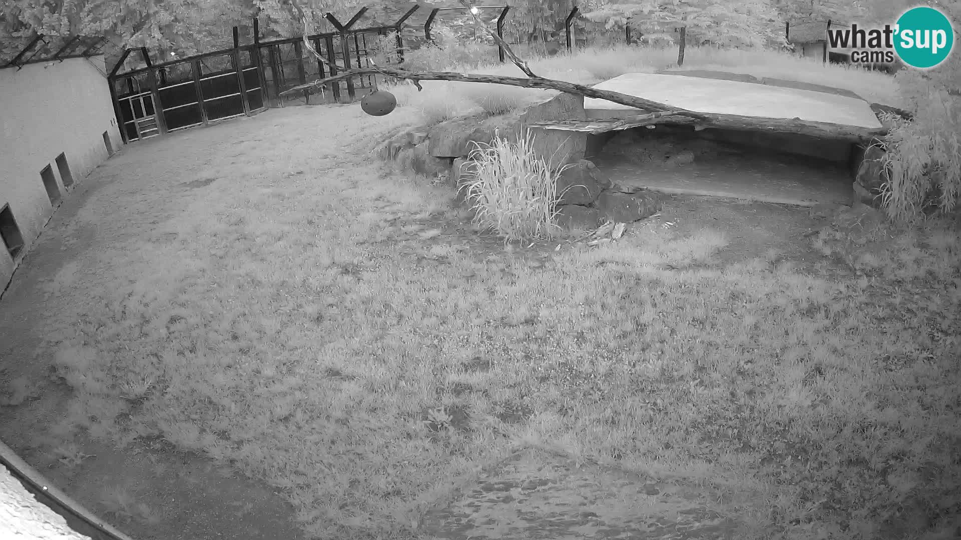 Löwe live Webcam im Zoo von Ljubljana – Slowenien