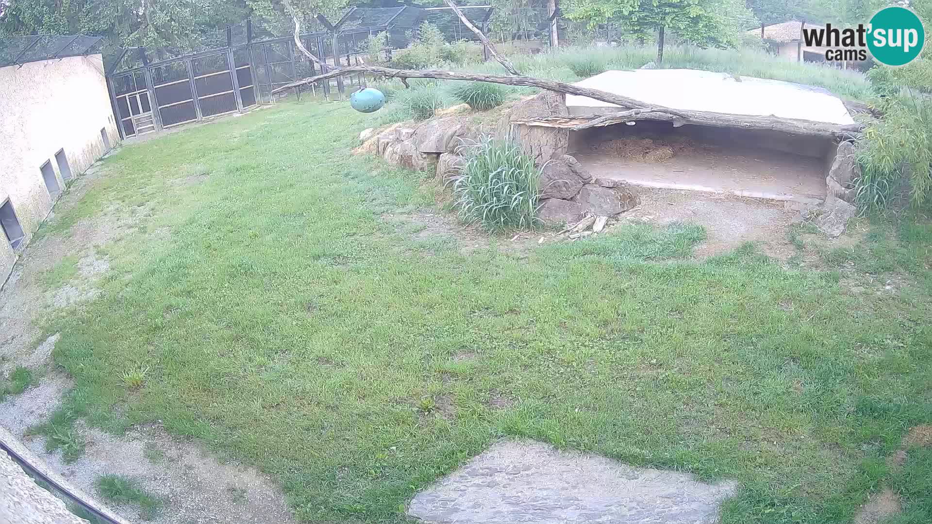 LEON Webcam en vivo en Ljubljana Zoo – Eslovenia