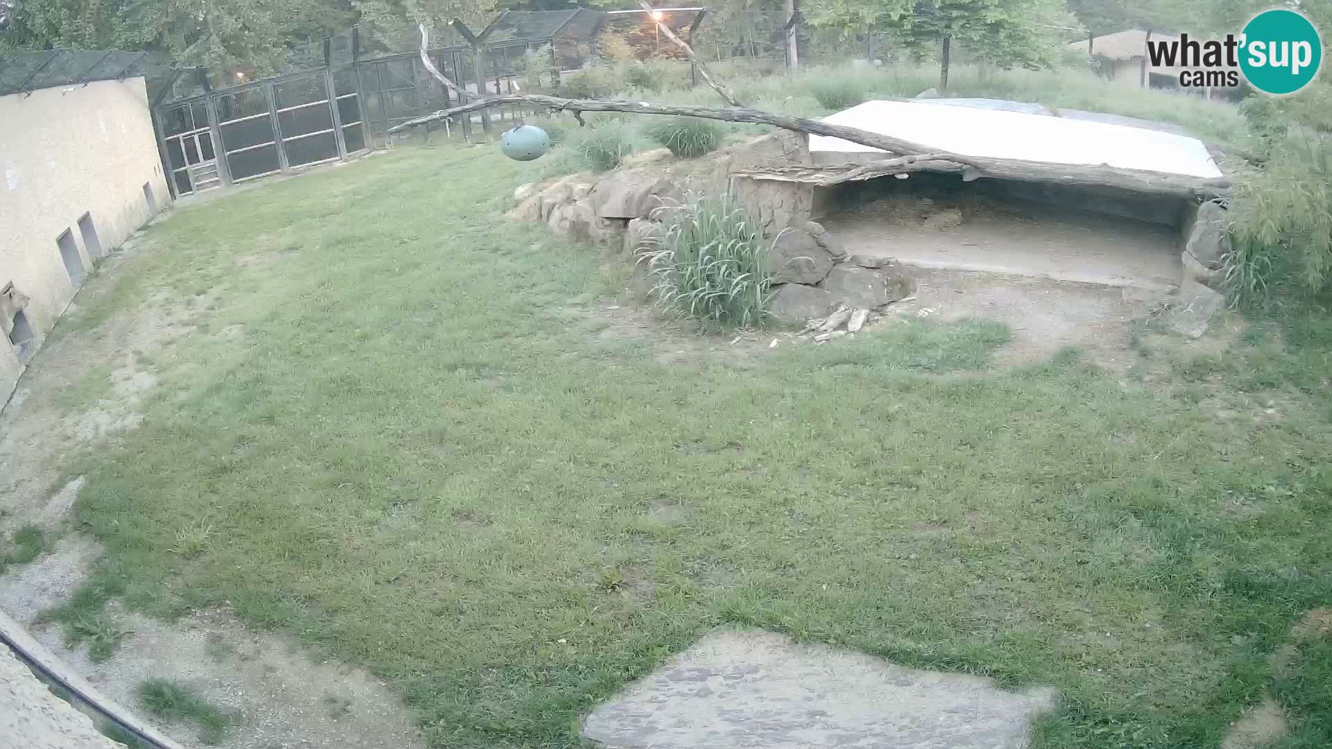 LEONE live Webcam nello zoo di Lubiana – Slovenia