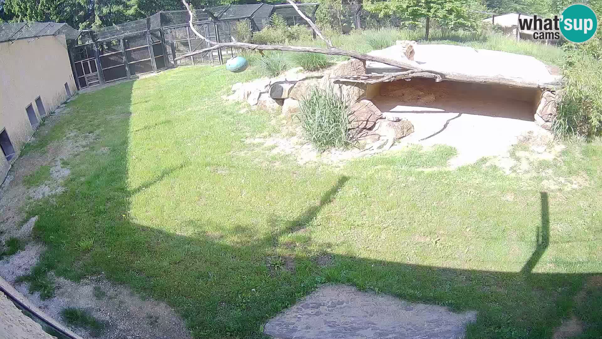 LION live Webcam in Ljubljana Zoo – Slovenia